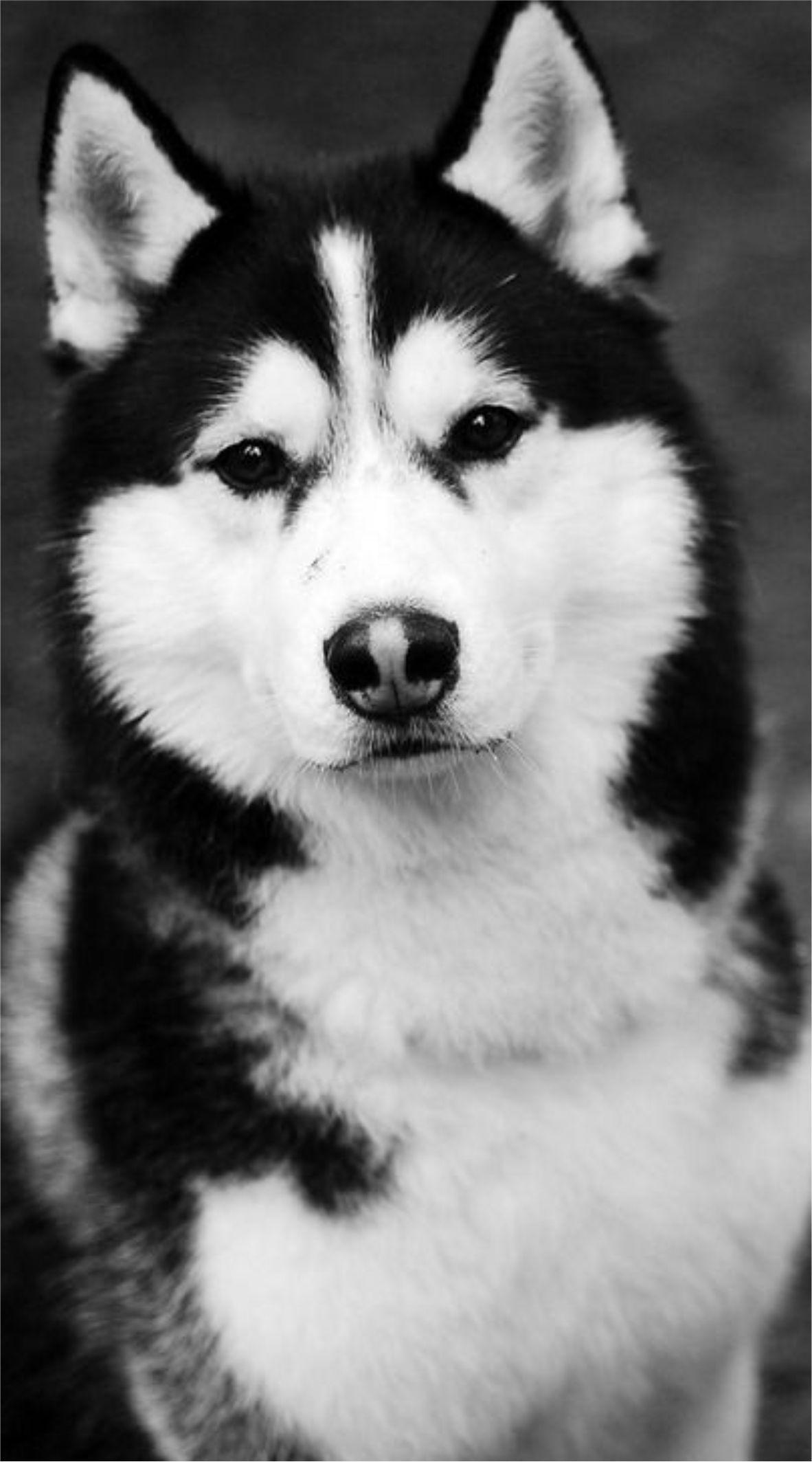 Siberian Husky Android Wallpapers - Wallpaper Cave