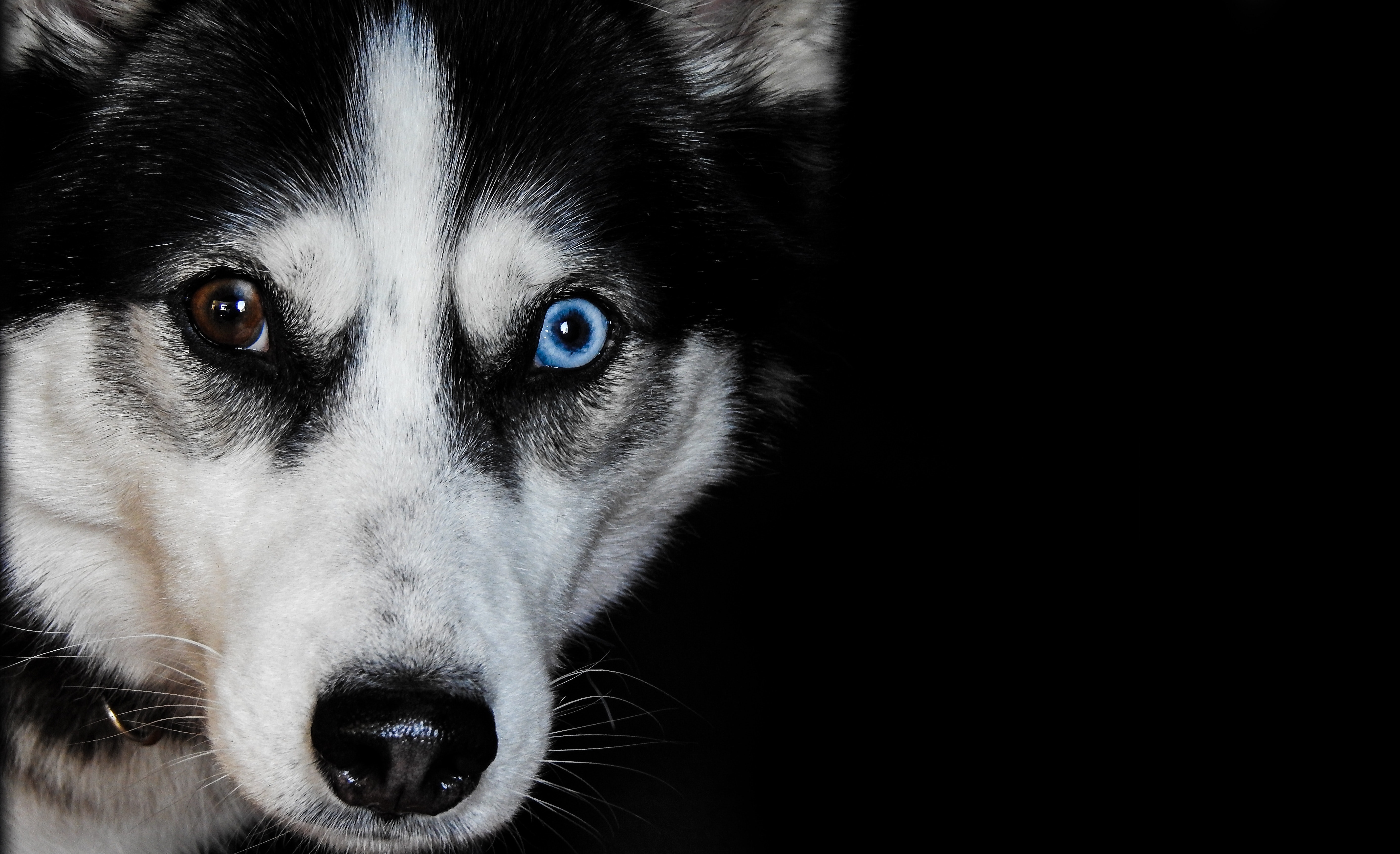 Closeup Photography of Black Siberian Husky · Free