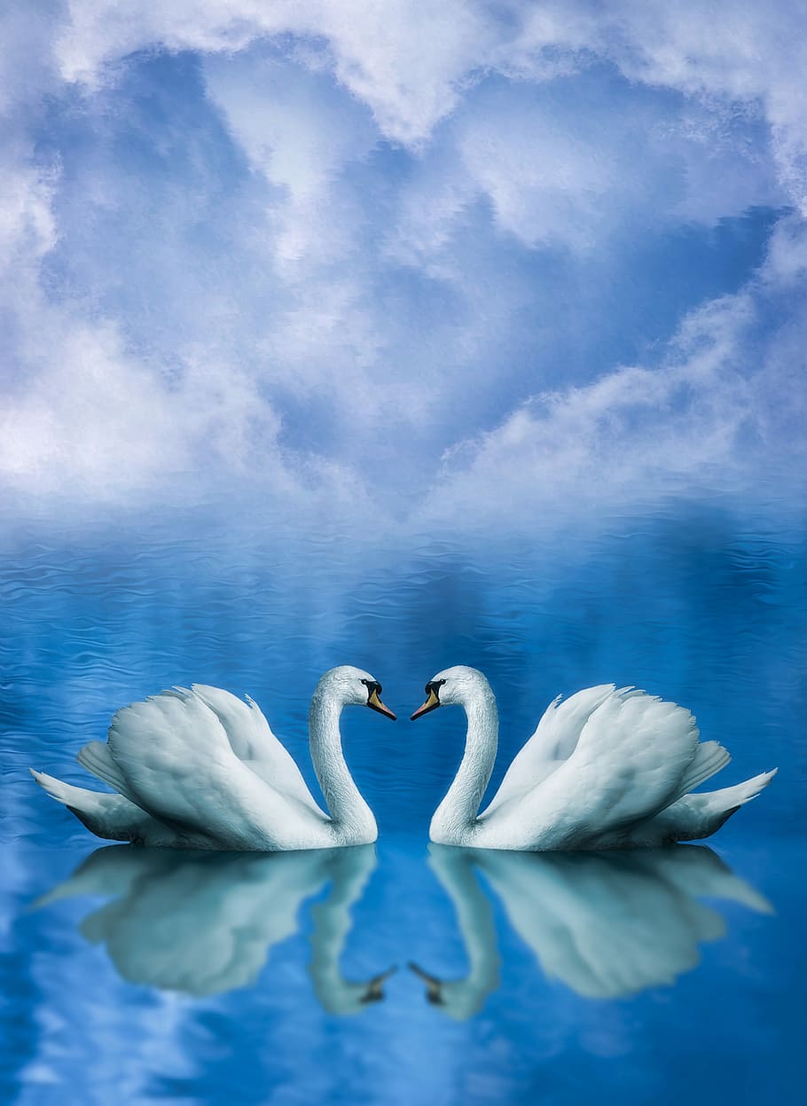 HD wallpaper: love, in love, animals, swans, background, valentine