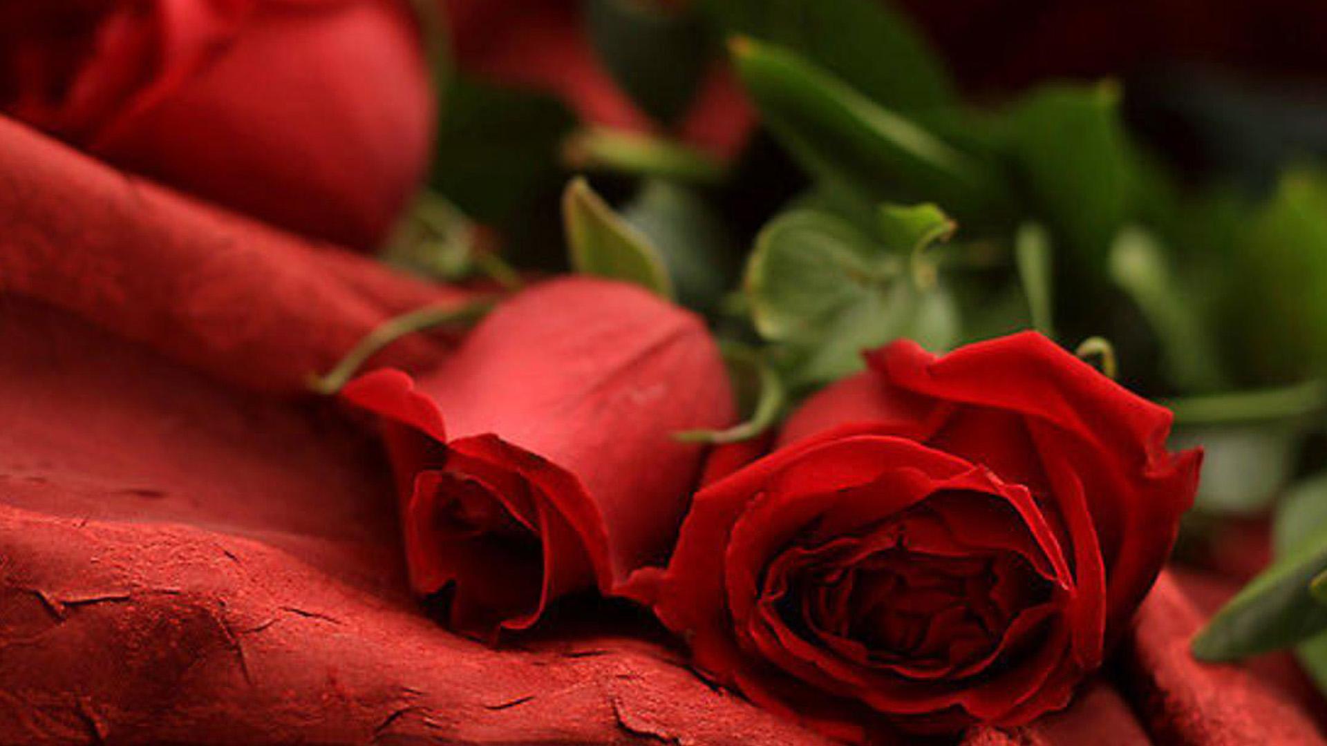 Rose Romantic, HD Wallpaper & background Download