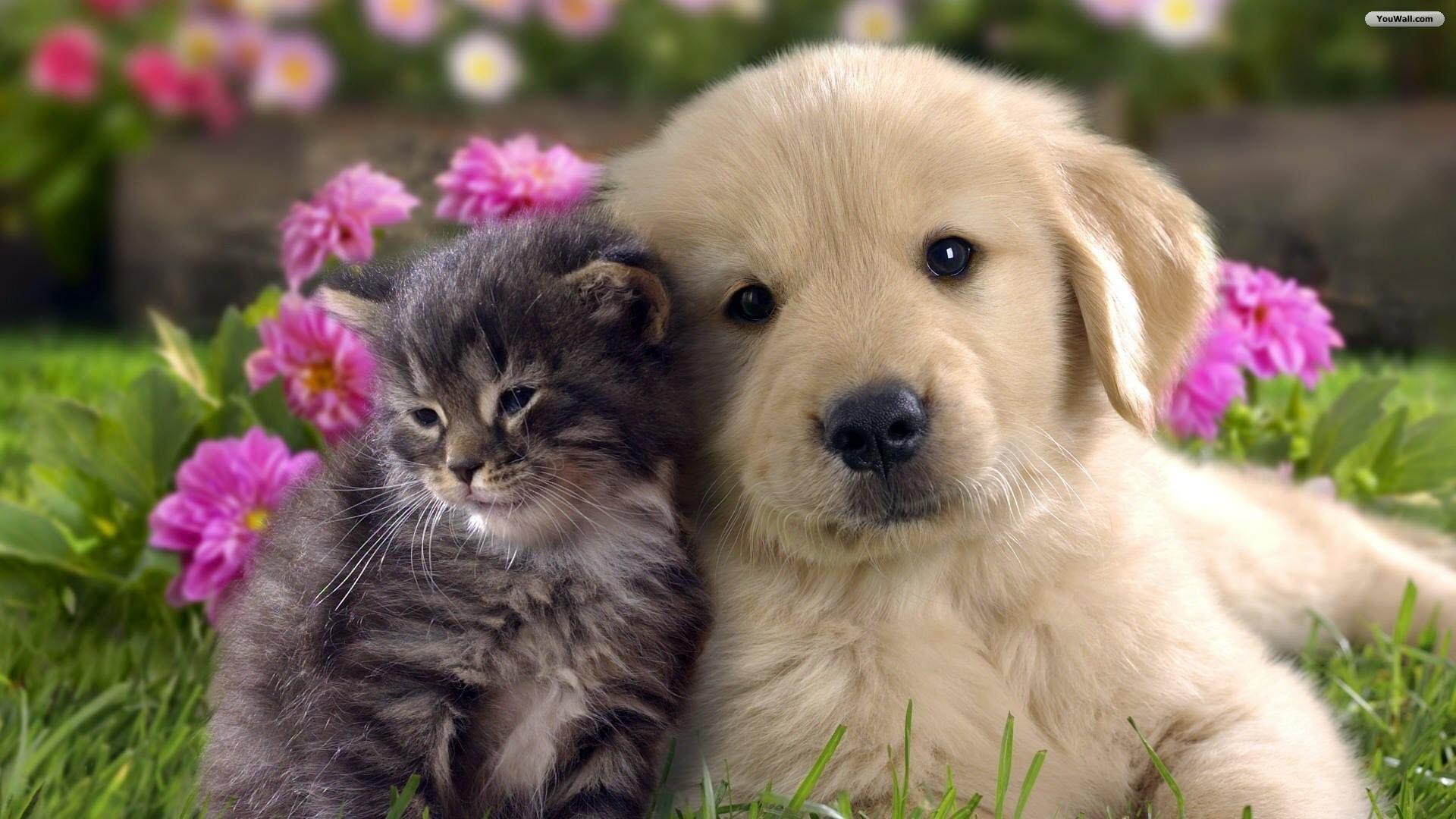 Cute Cats and Dogs Wallpaper