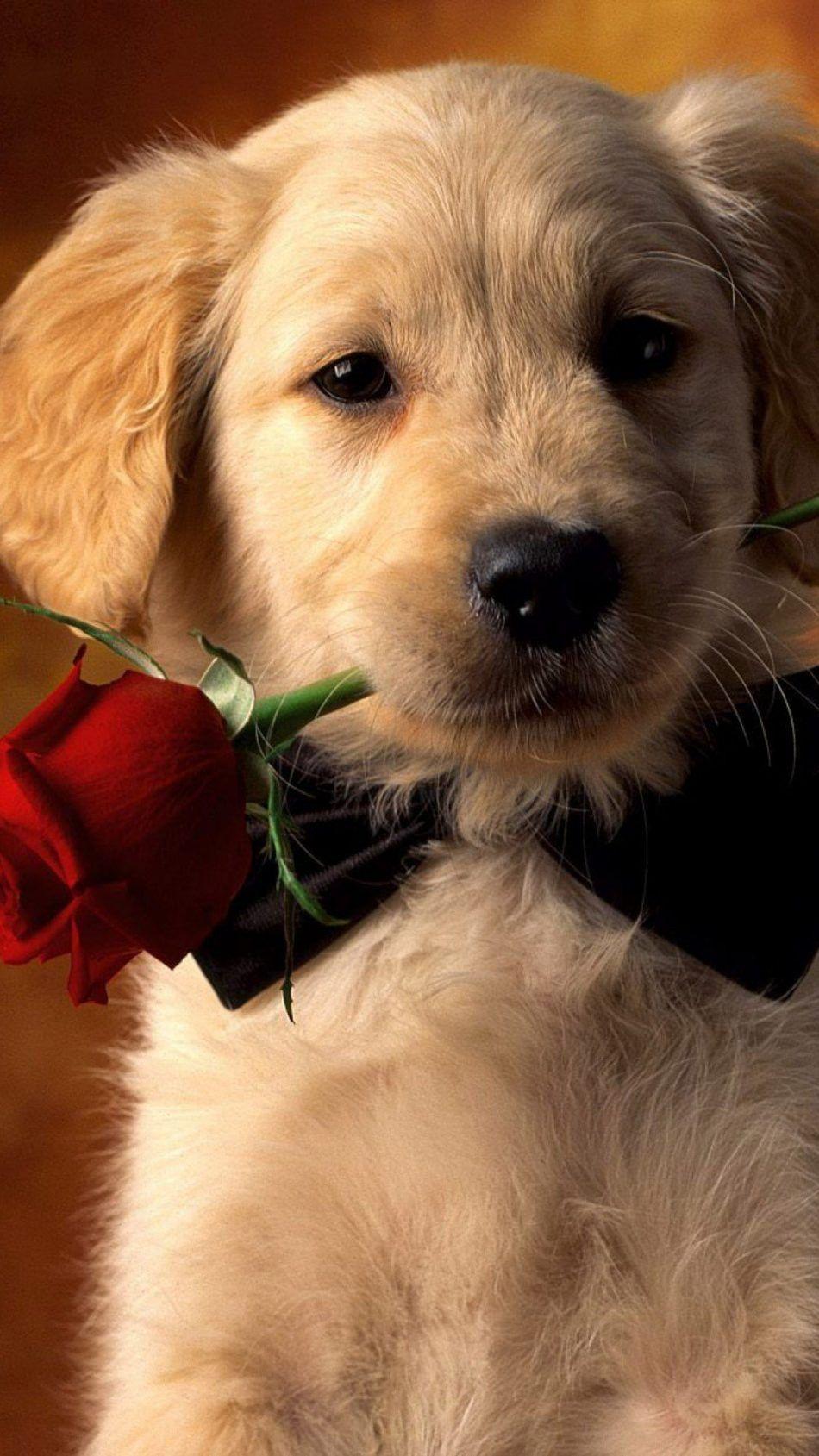 Download Valentine Dog With Red Rose Free Pure 4K Ultra HD