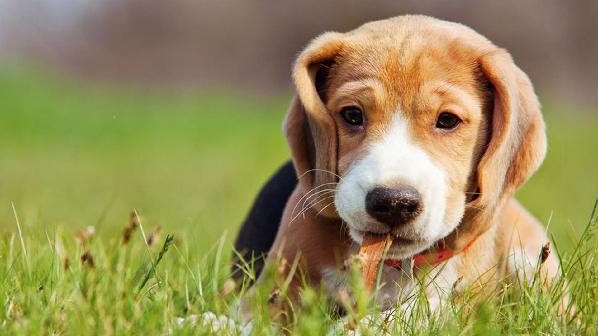 Puppy And Autism Wallpapers Wallpaper Cave