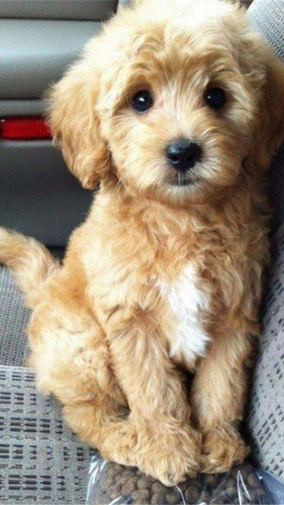 Puppies Wallpaper For iPhone iPhone Wallpaper. Cute