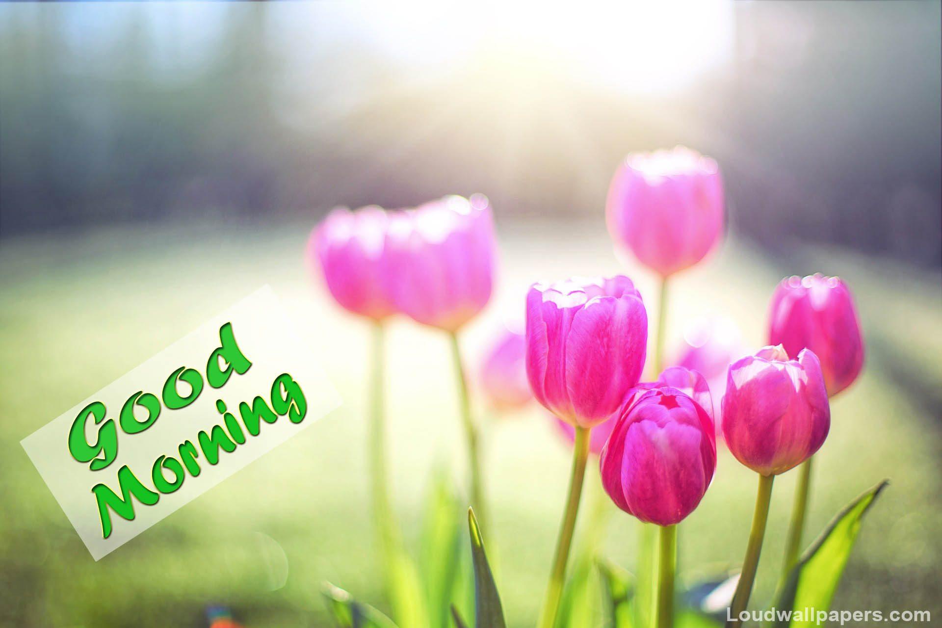 Lovely Pink Tulips Flowers In Good Morning Wallpaper