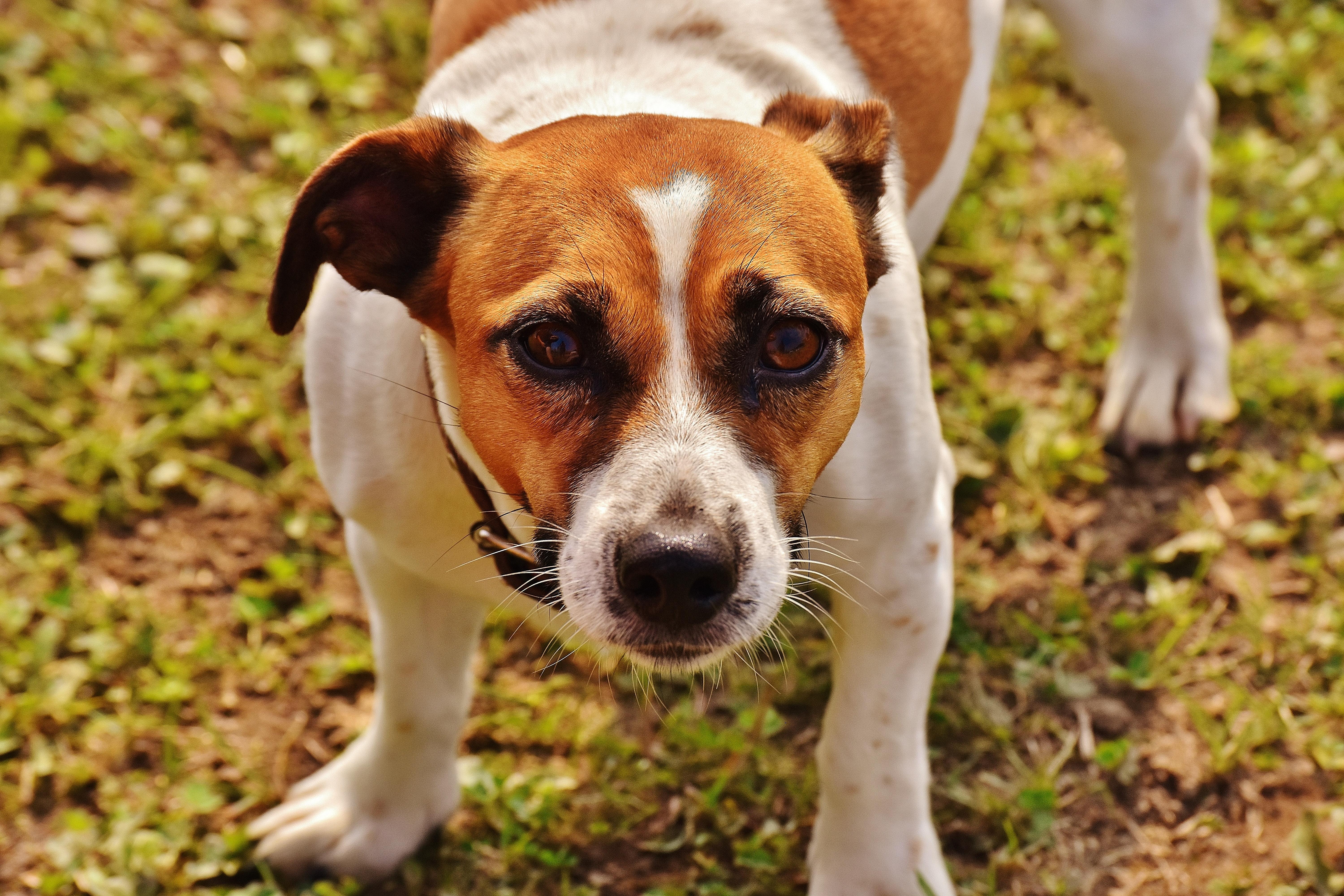 Brown and White Jack Russell Terrier · Free
