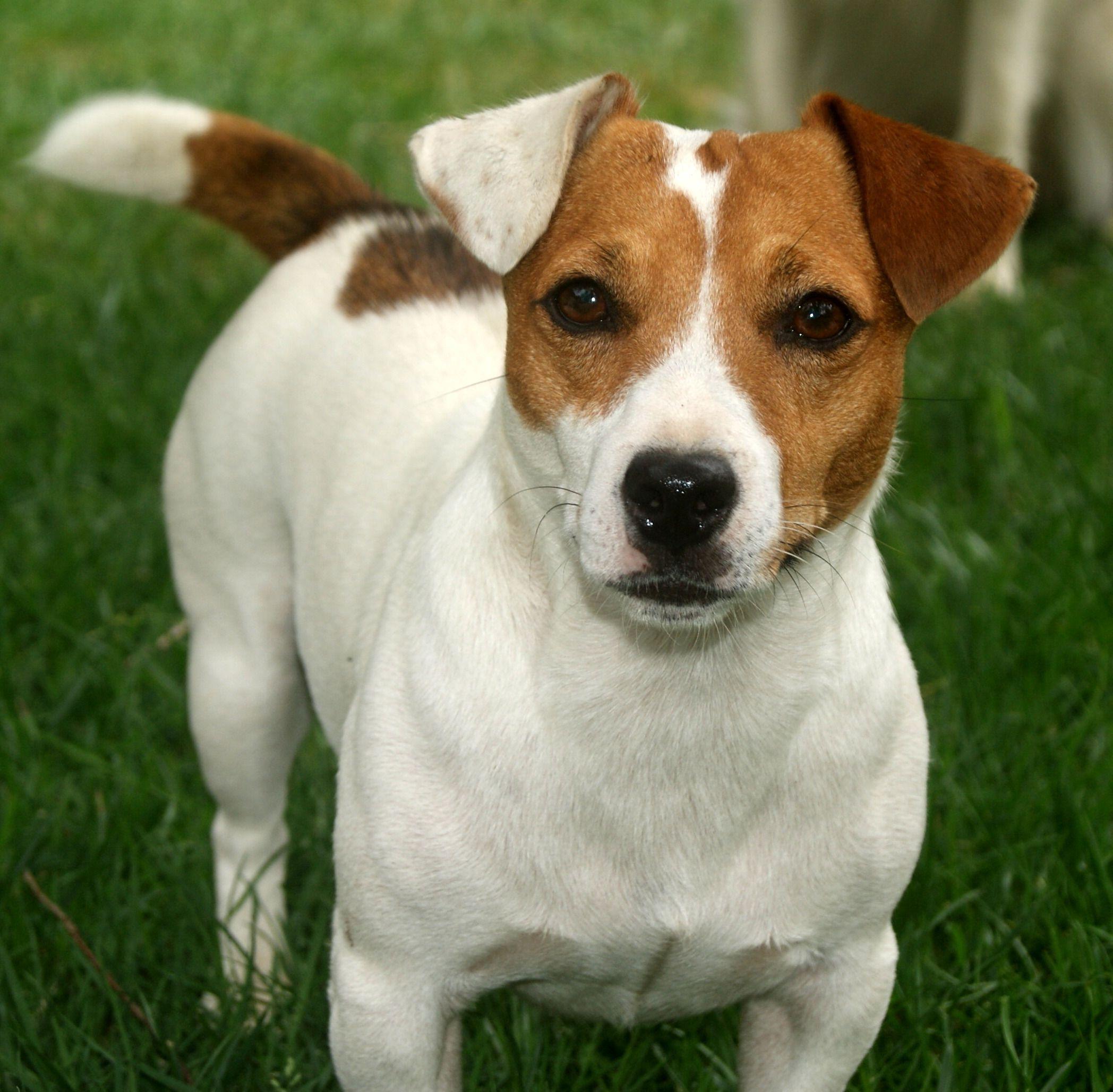 black white and brown jack russell terrier