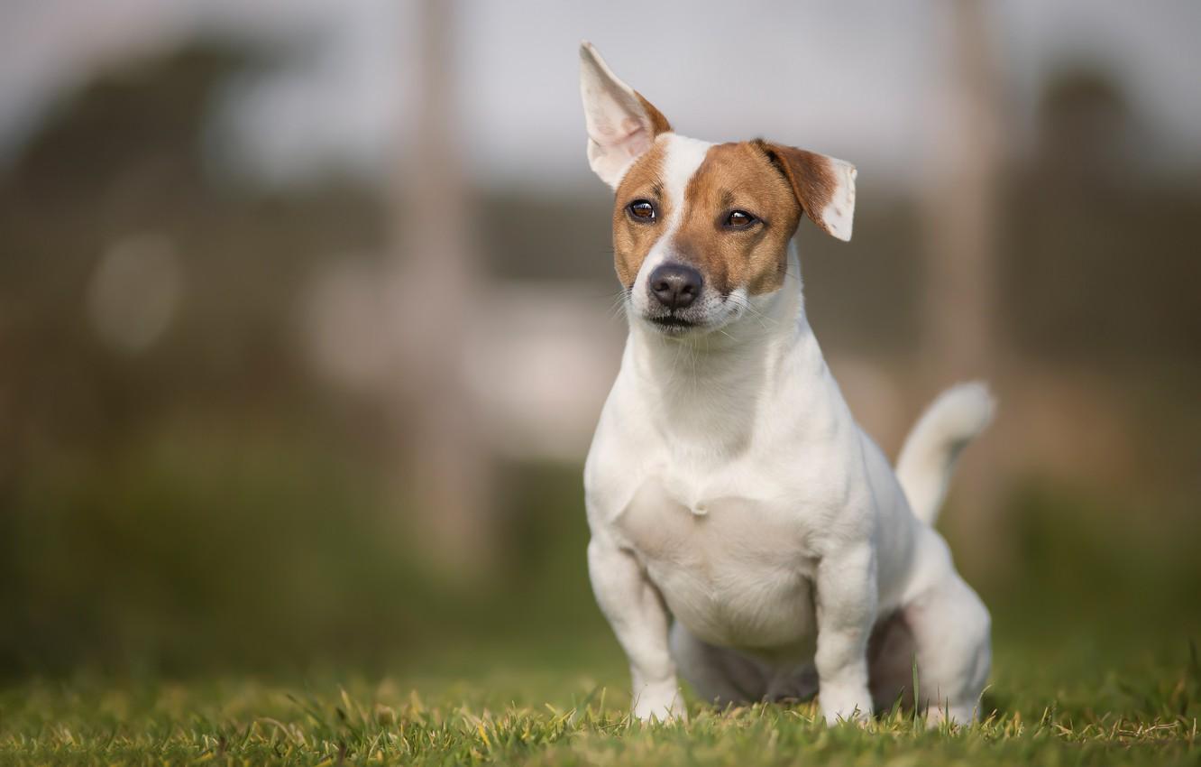 Brown Jack Russell Terrier - Photos All Recommendation