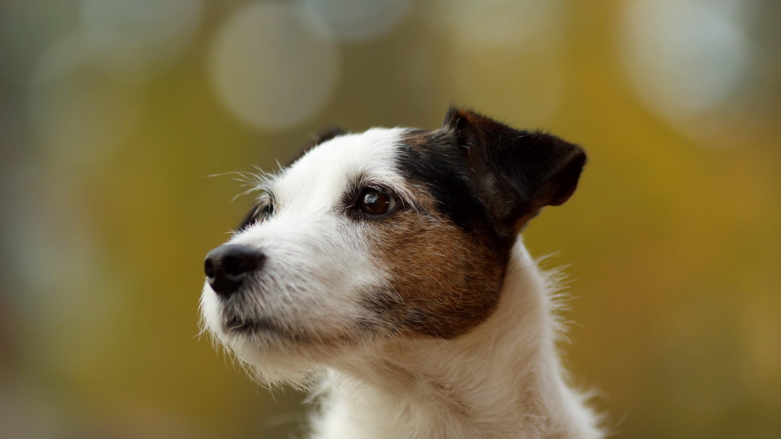 Adult white and brown Parson Russell terrier, dog, bokeh