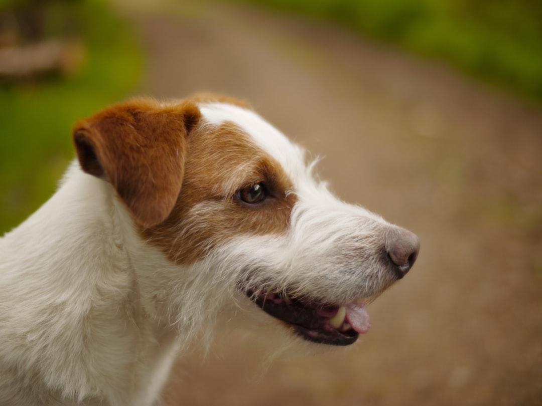 tilt shift lens photography of wired haired Jack Russell