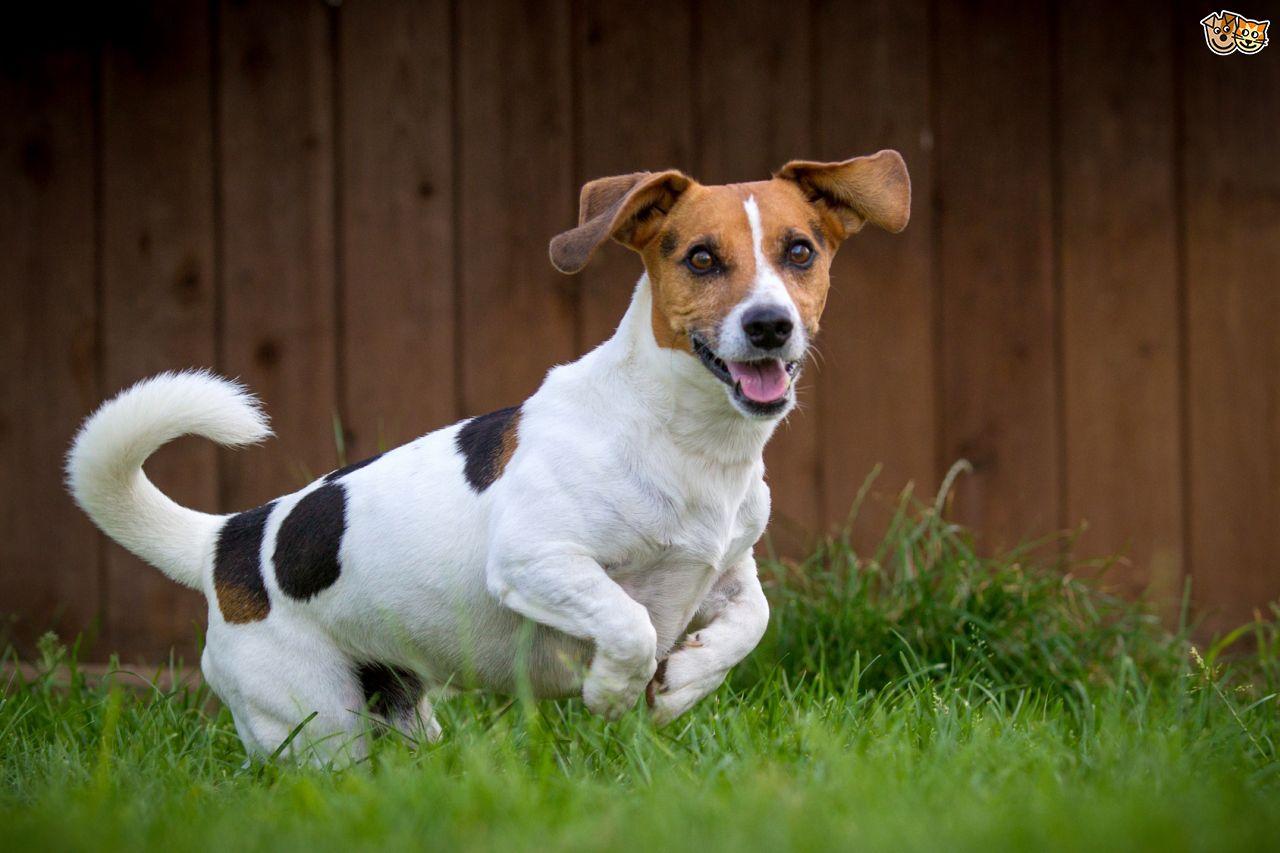 Free Jack Russell Wallpaper LA57S