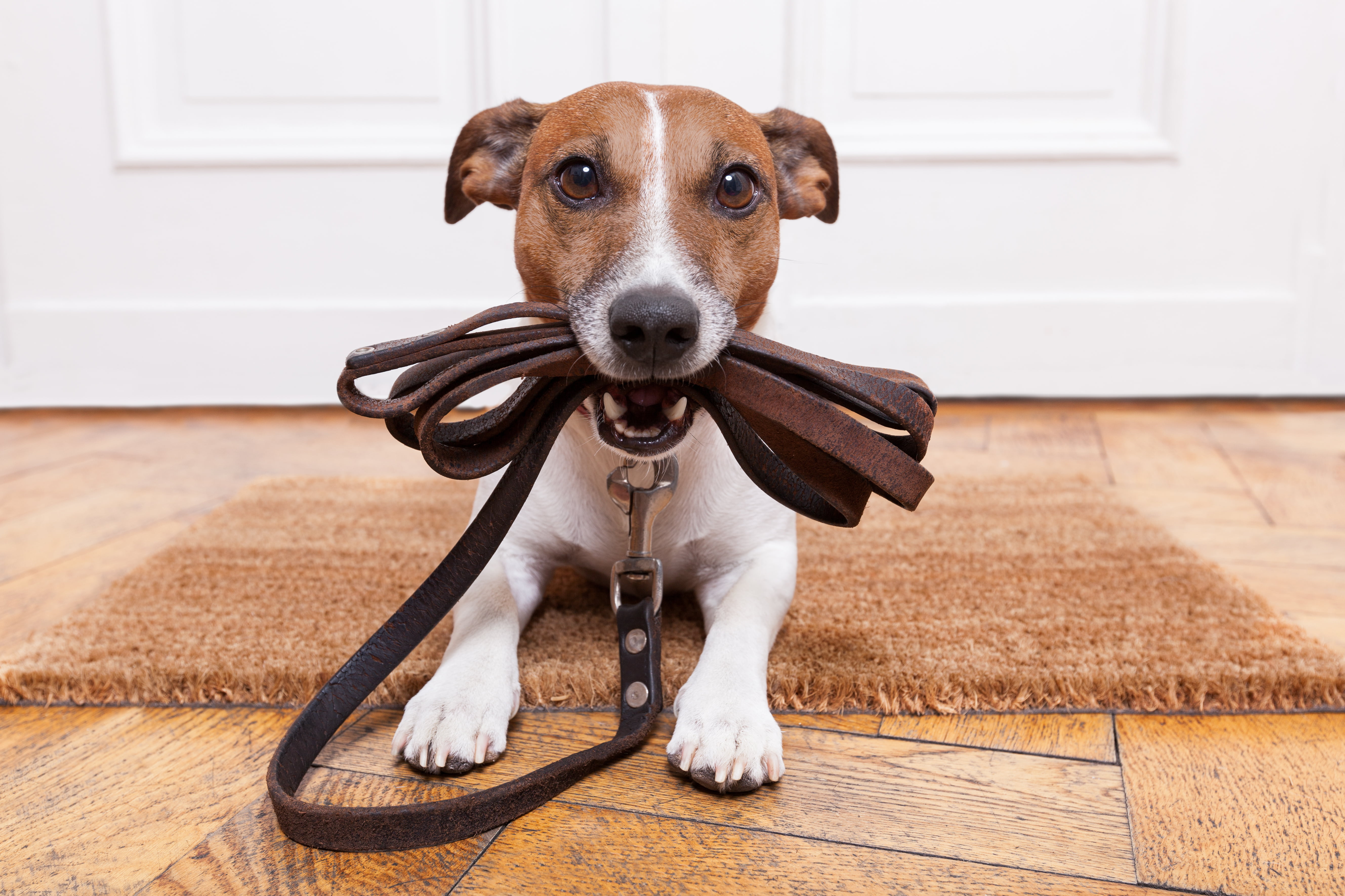 Jack Russell Terrier biting brown leather dog leash HD