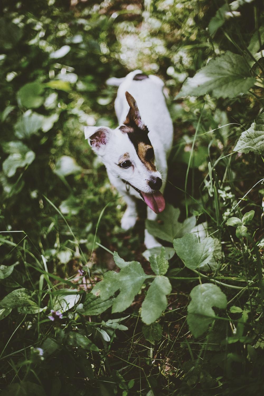 Jack Russell Terrier Picture. Download Free Image & Stock