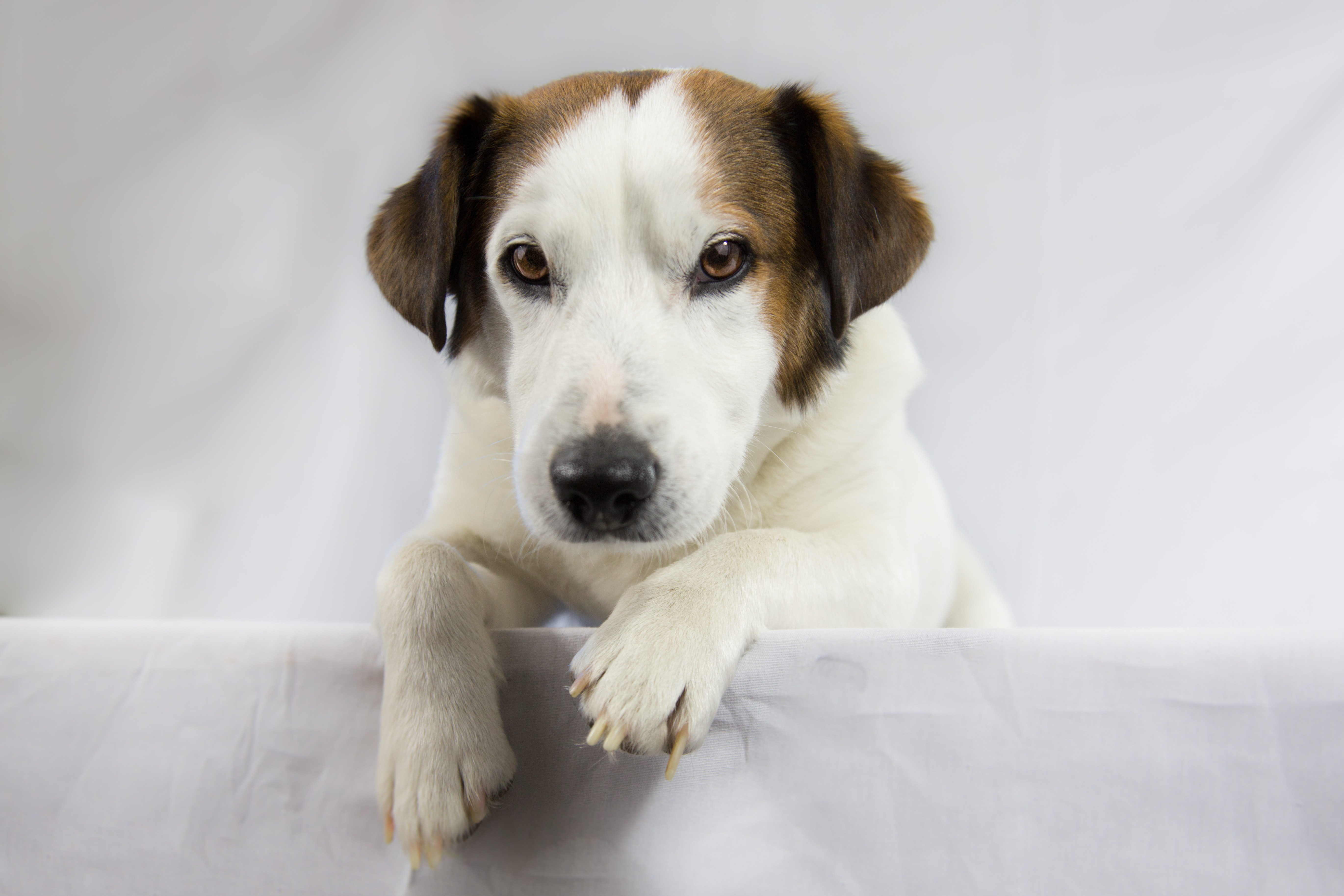 Adult White and Brown Jack Russell Terrier · Free