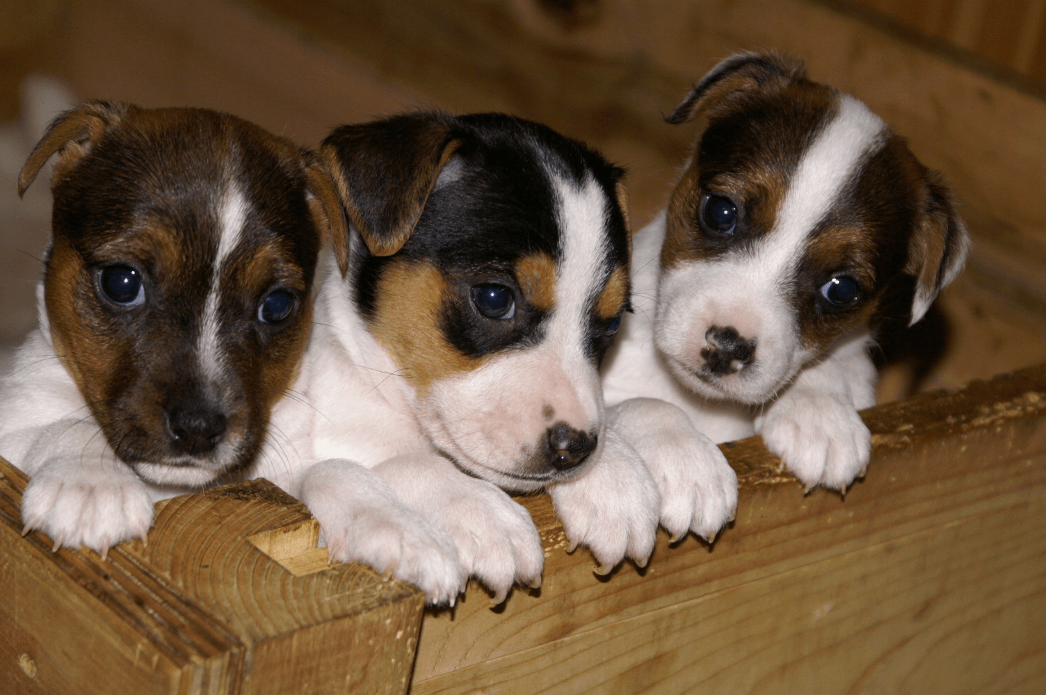 Jack Russell Puppies Russell Terriers Photo 41459170