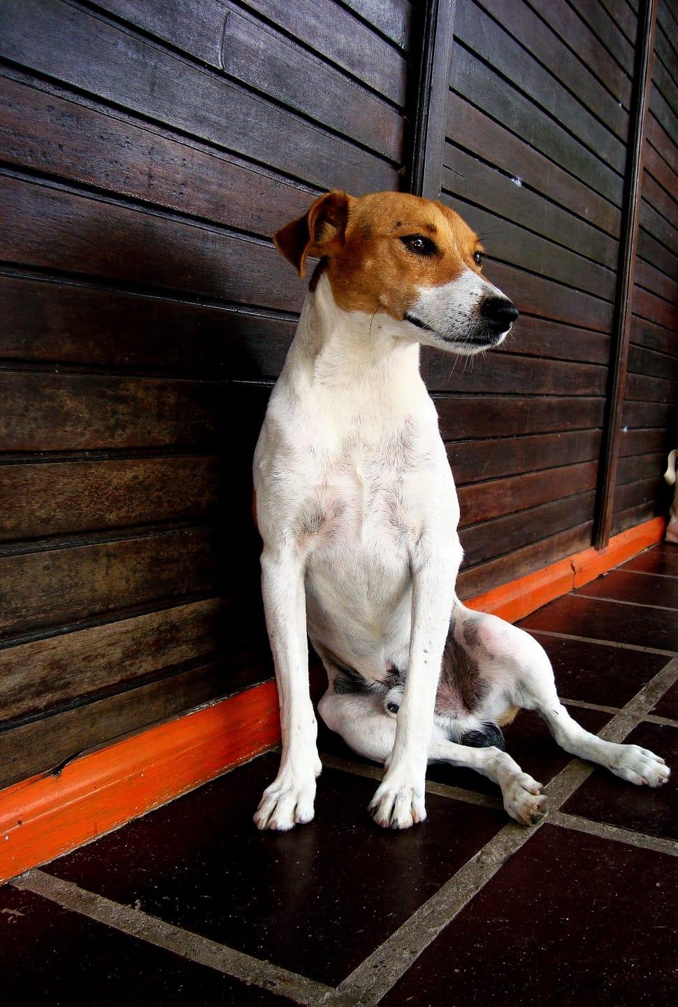white and brown jack russell terrier free image