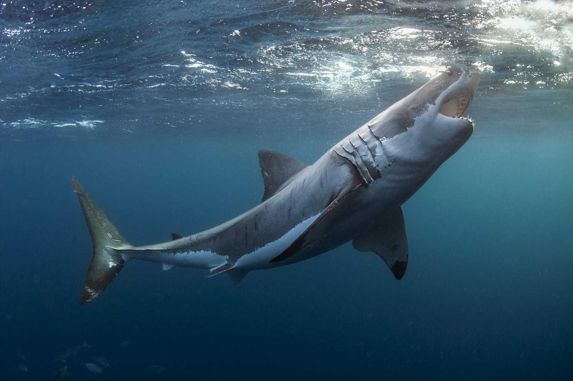 animals, Shark, Underwater, Great White Shark Wallpaper HD