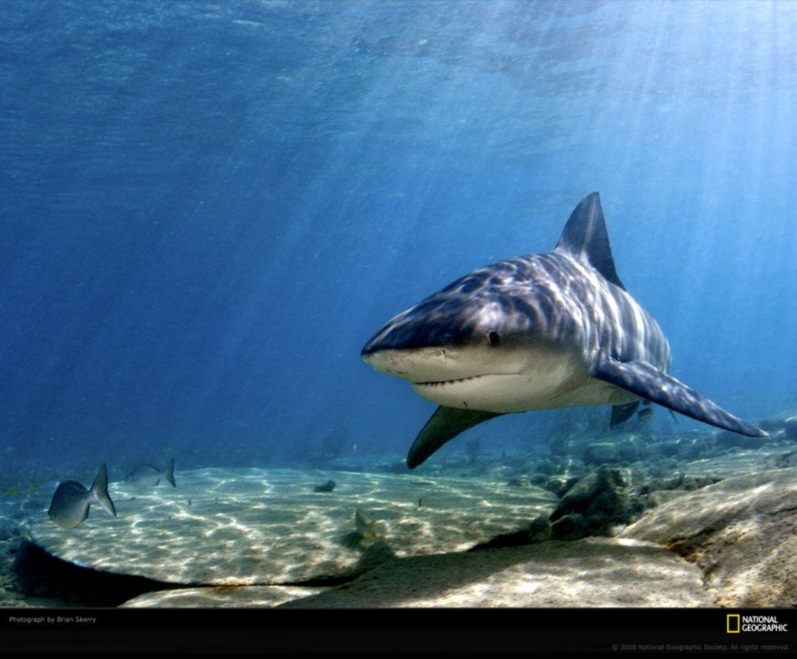 Tiger Shark Wallpaper HD Desktop. Best Wallpaper HD Collection