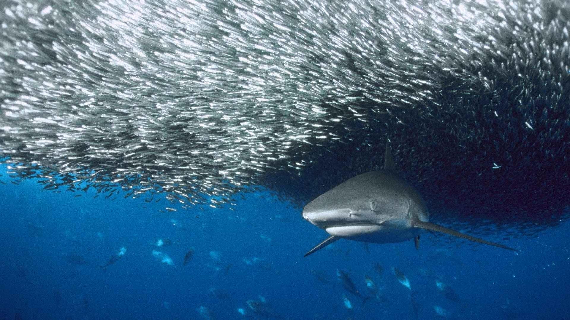 Shark HD Wallpaper and Background Image