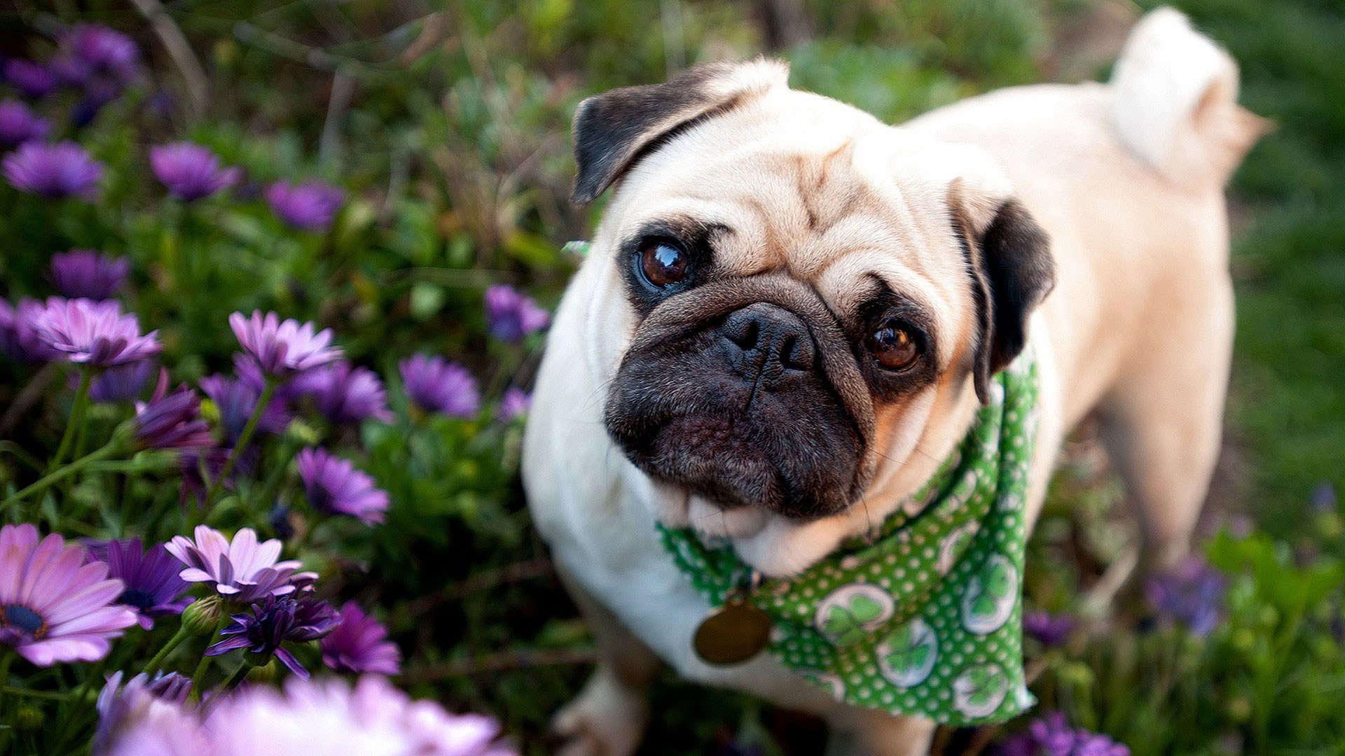 Cute Bulldog Puppies Wallpaper