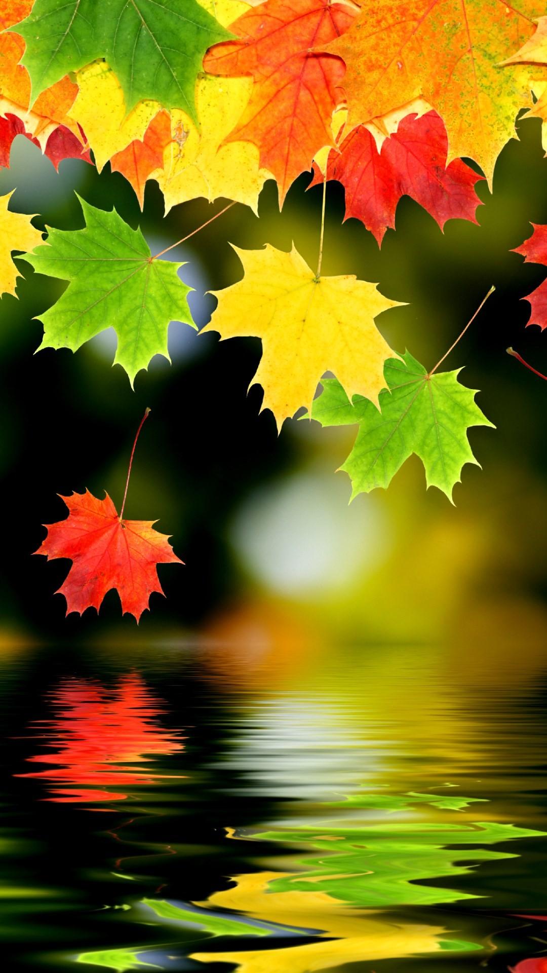 Nature iPhone 6 Plus Wallpaper Leaf Wallpaper For iPhone