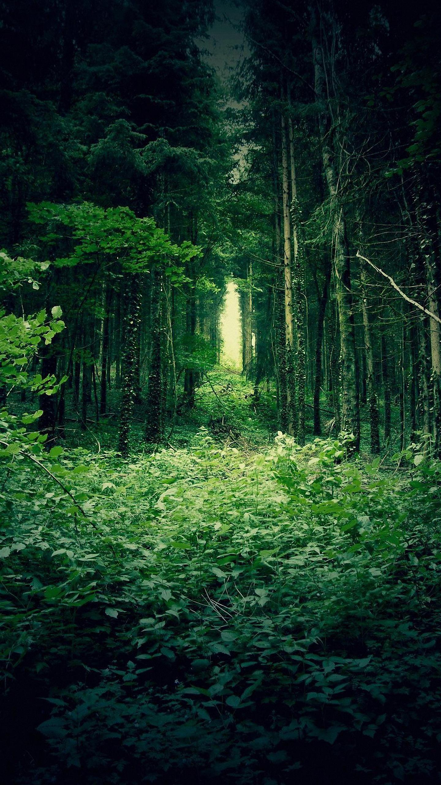 Cool Forest iPhone 6s Wallpaper HD