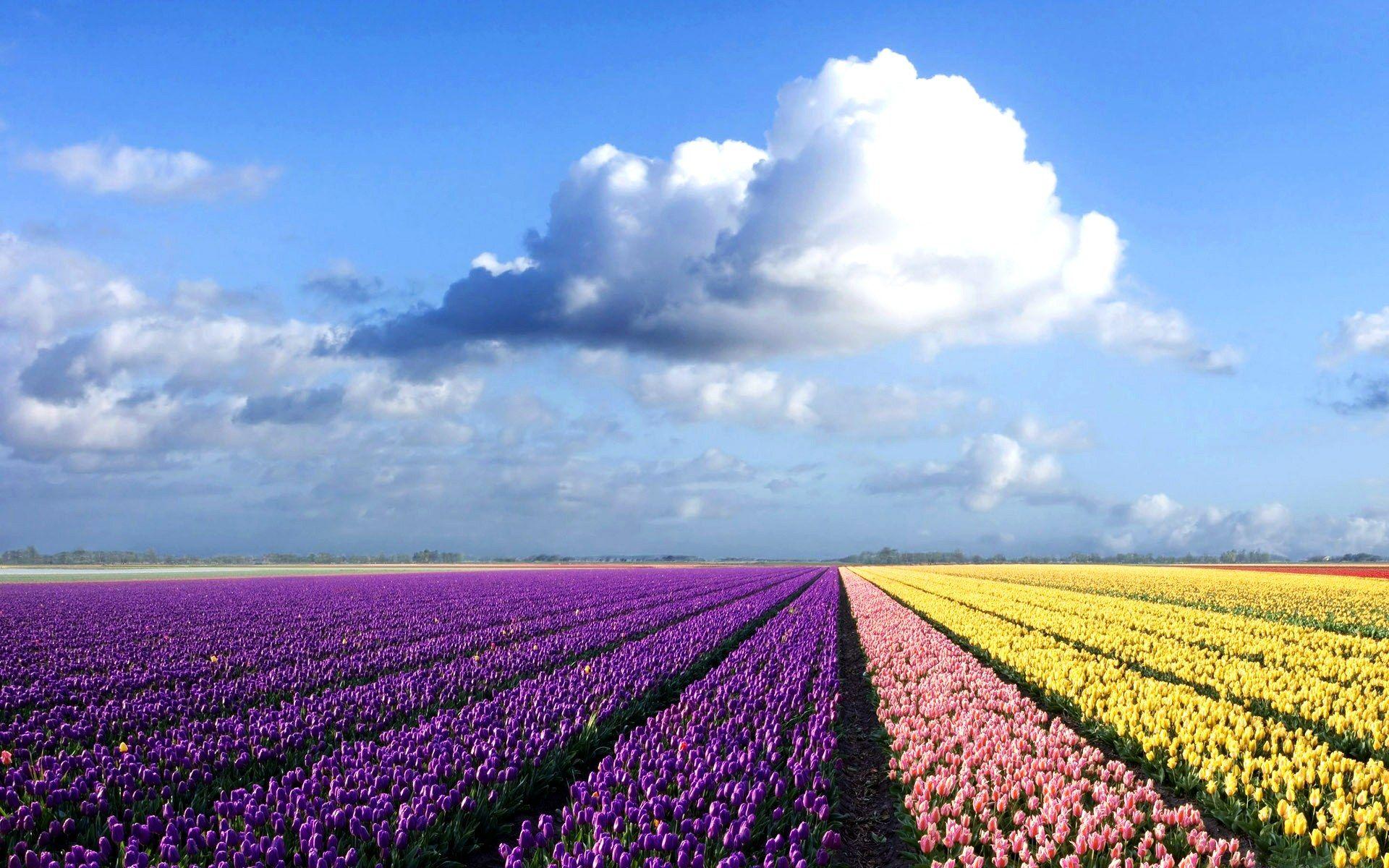 Colorful fields of tulips purple, pink & yellow under a