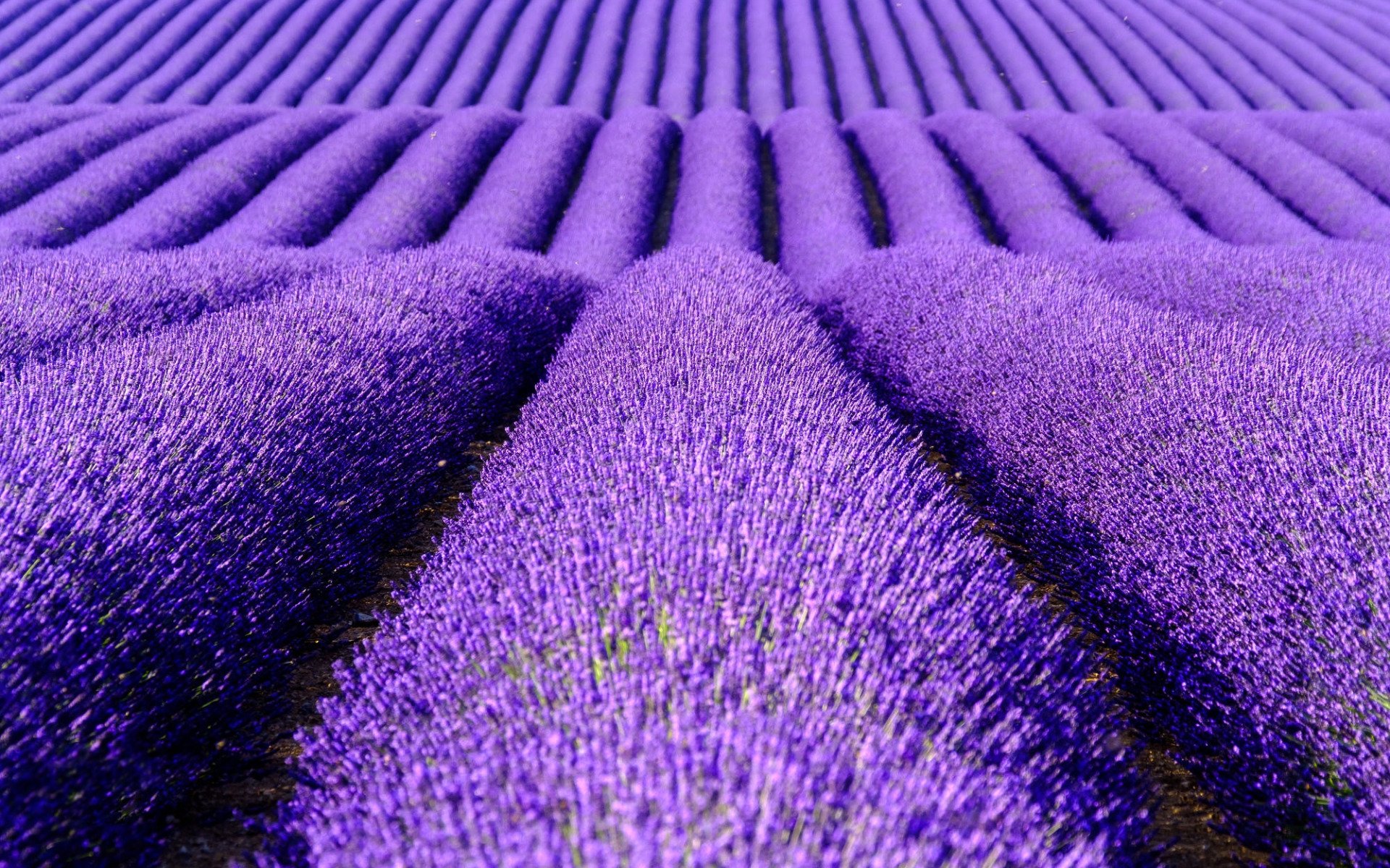 Download wallpaper lavender field, purple flowers, lavender