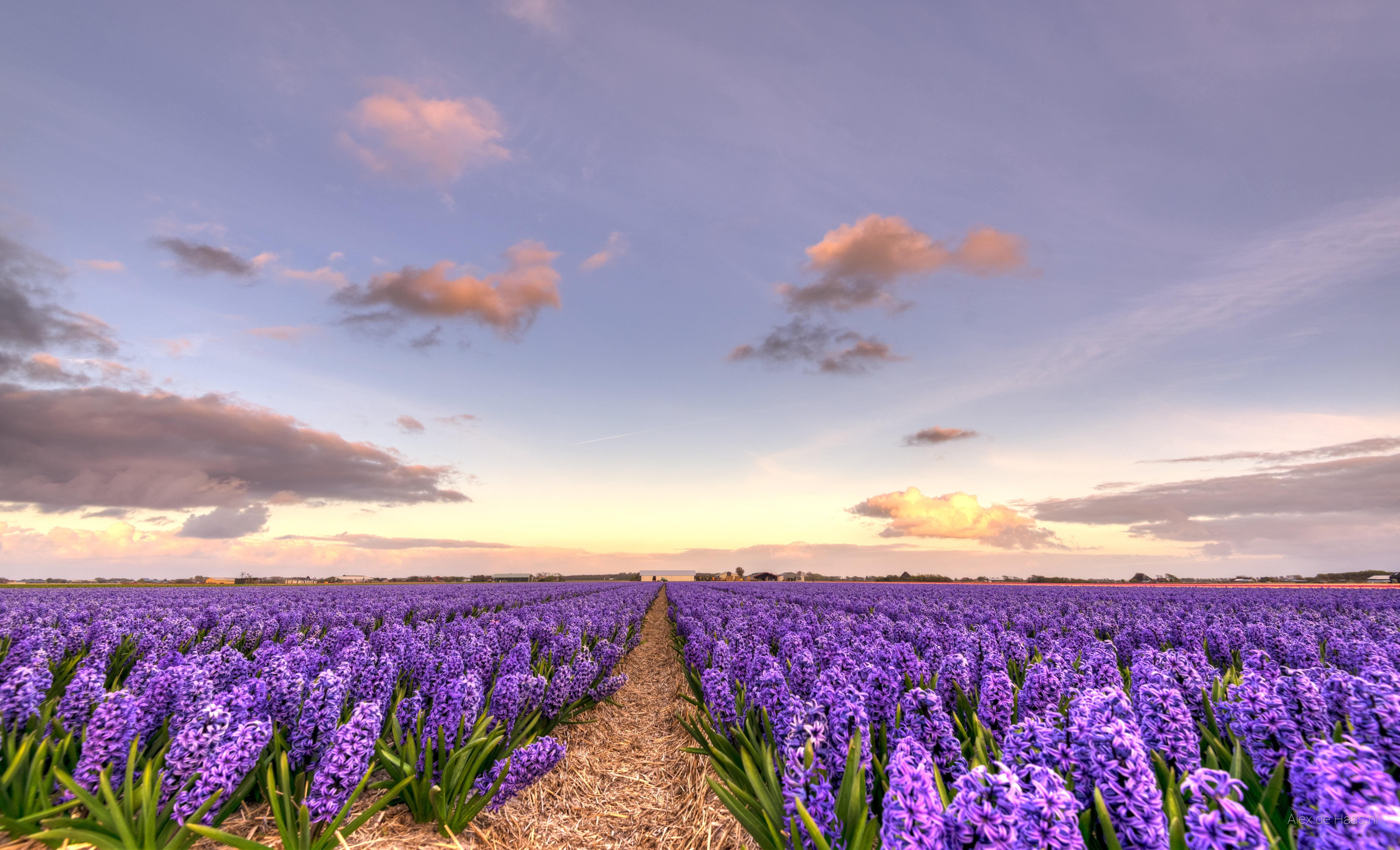 Purple irises flower field, dutch HD wallpaper