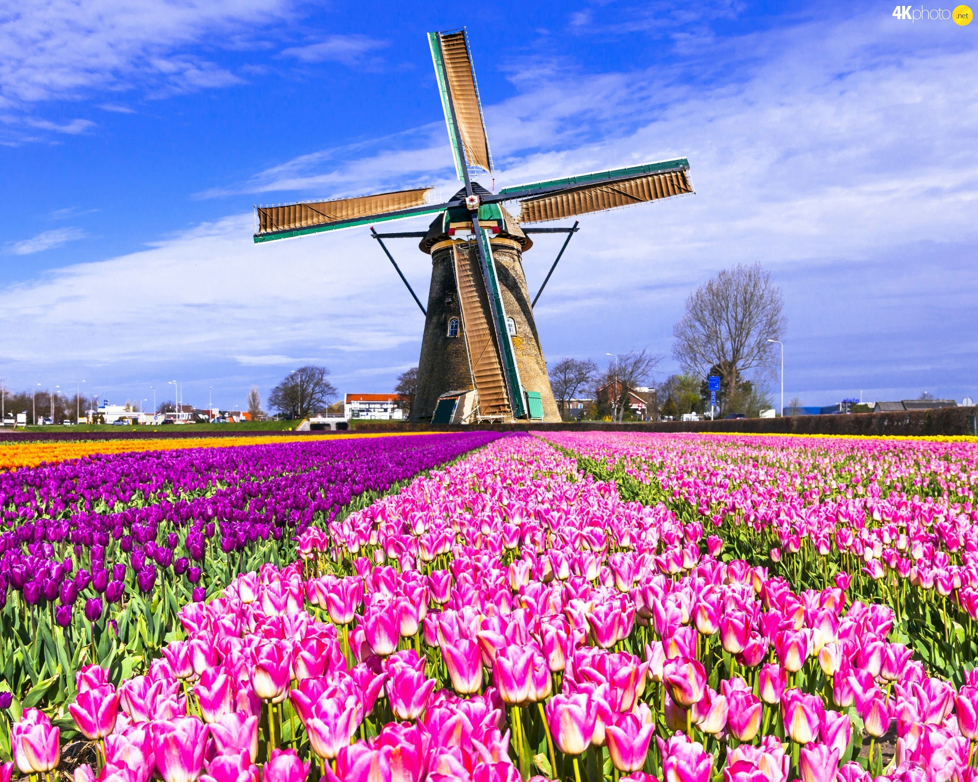 Holland The paradise of the tulip and windmill Most
