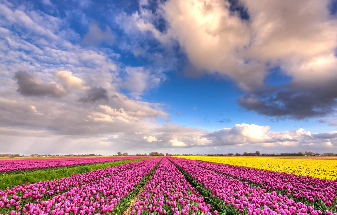Wallpaper field, clouds, flowers, blue, beauty, positive