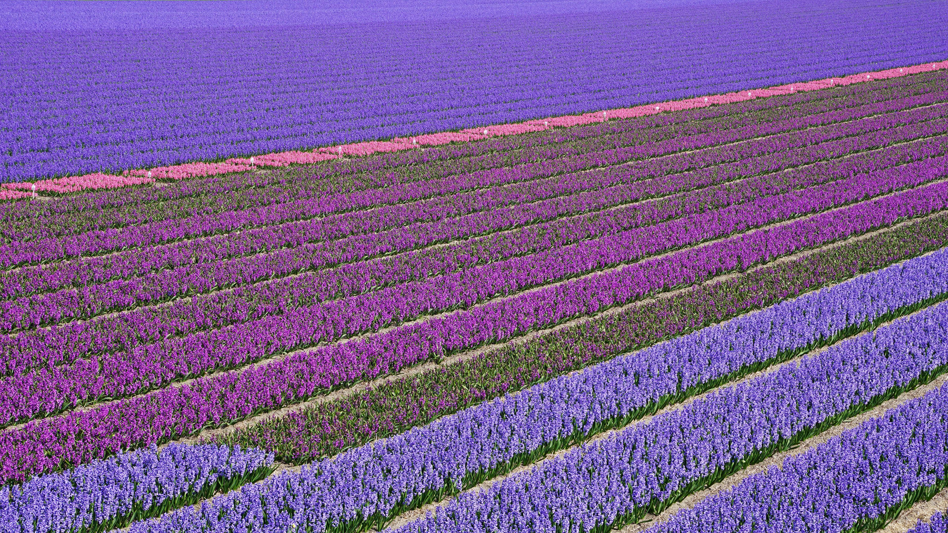 Wallpaper Netherlands Lisse Multicolor Fields Flowers 3840x2160