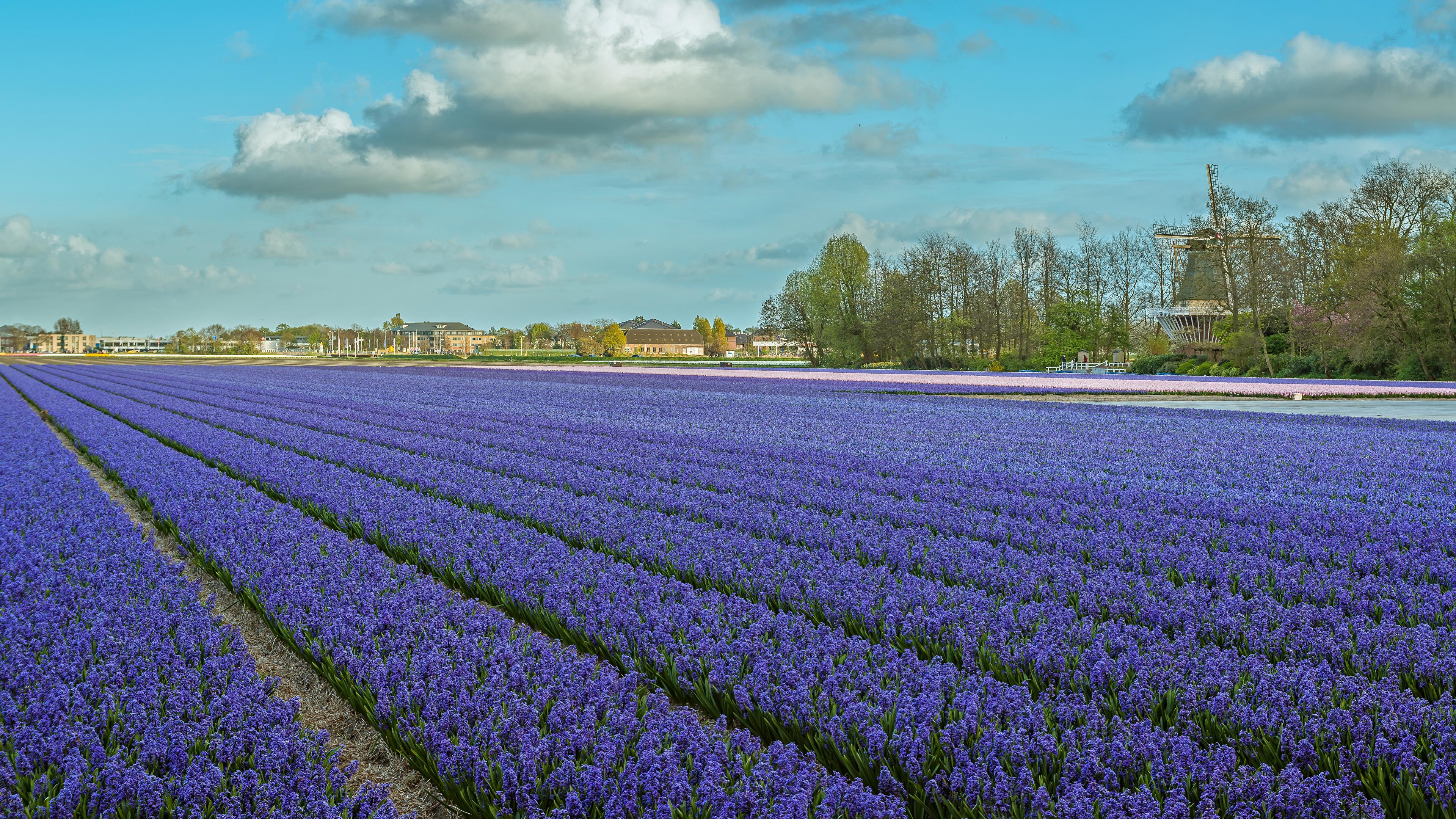 Photo Netherlands Lisse Sky Fields Flowers Hyacinths 3840x2160