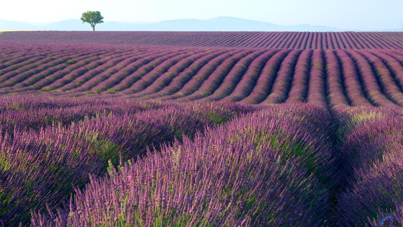 Lavender Fields Desktop Wallpaper