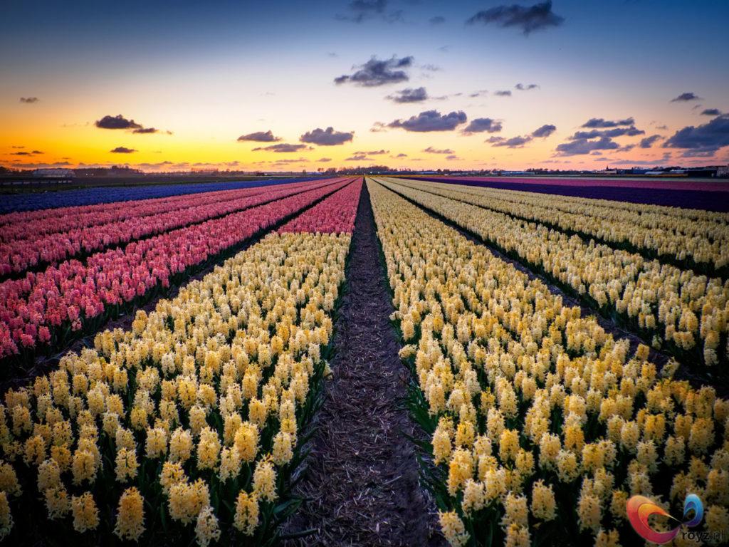 Where to see Tulips in the Netherlands? Our guide to