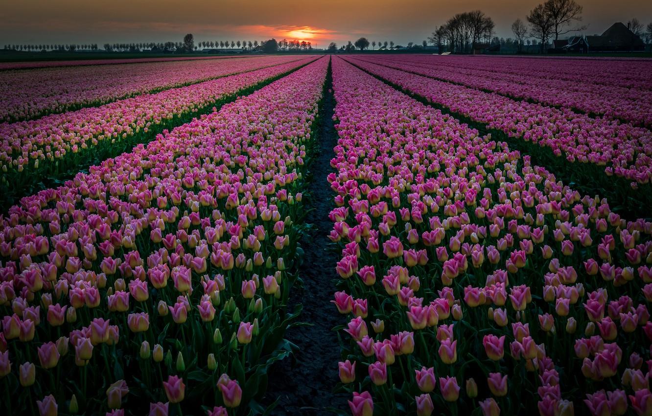 Wallpaper field, sunset, flowers, tulips, Netherlands