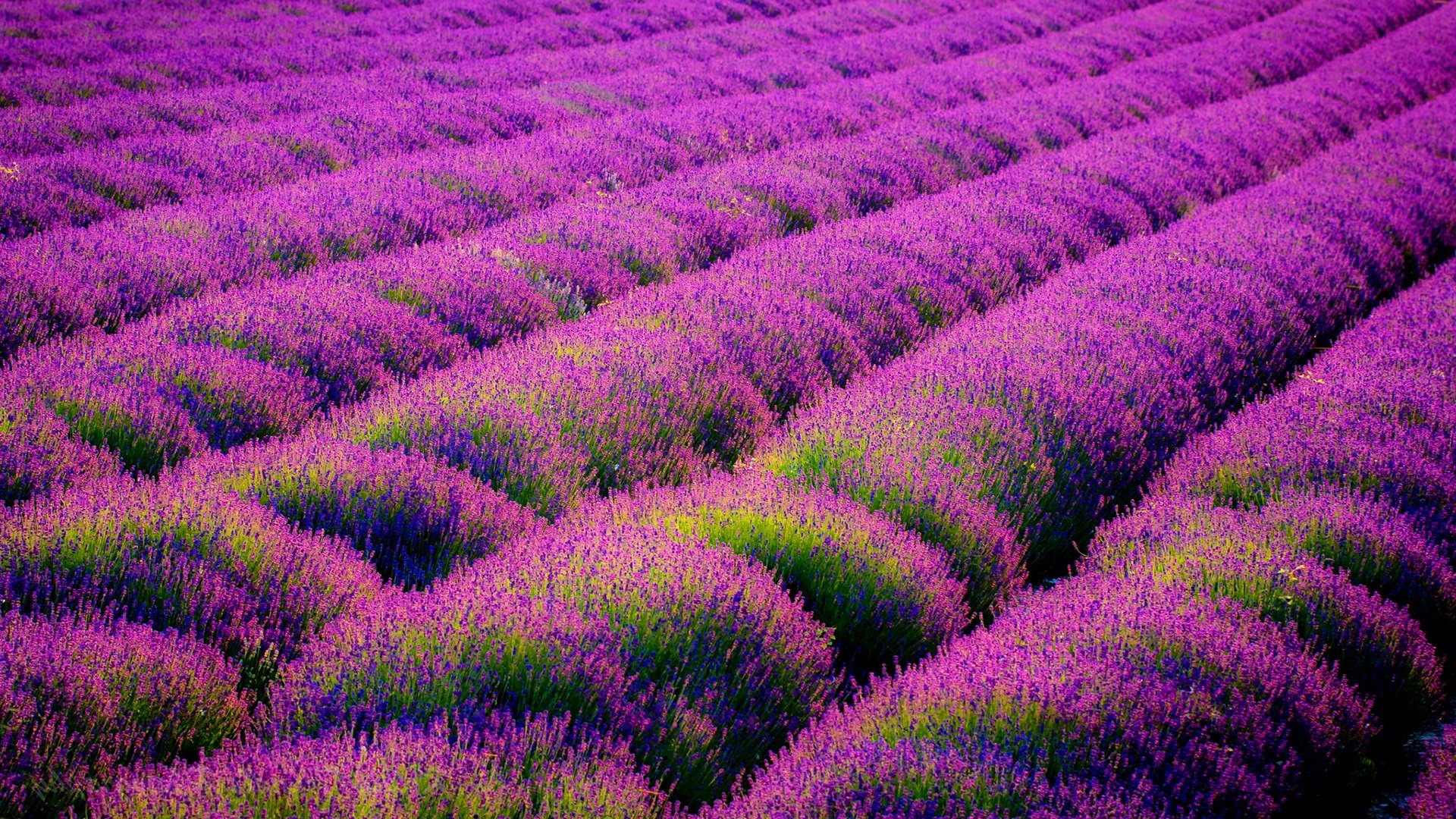Lavender Fields Desktop Wallpaper