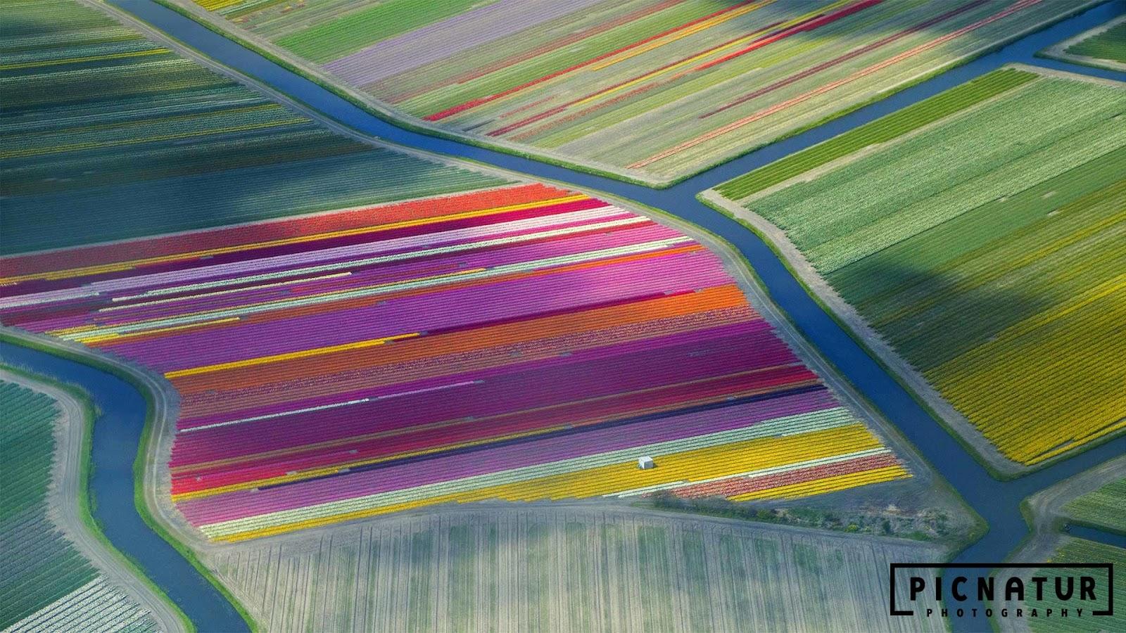 Tulip fields in the Duin- en Bollenstreek region