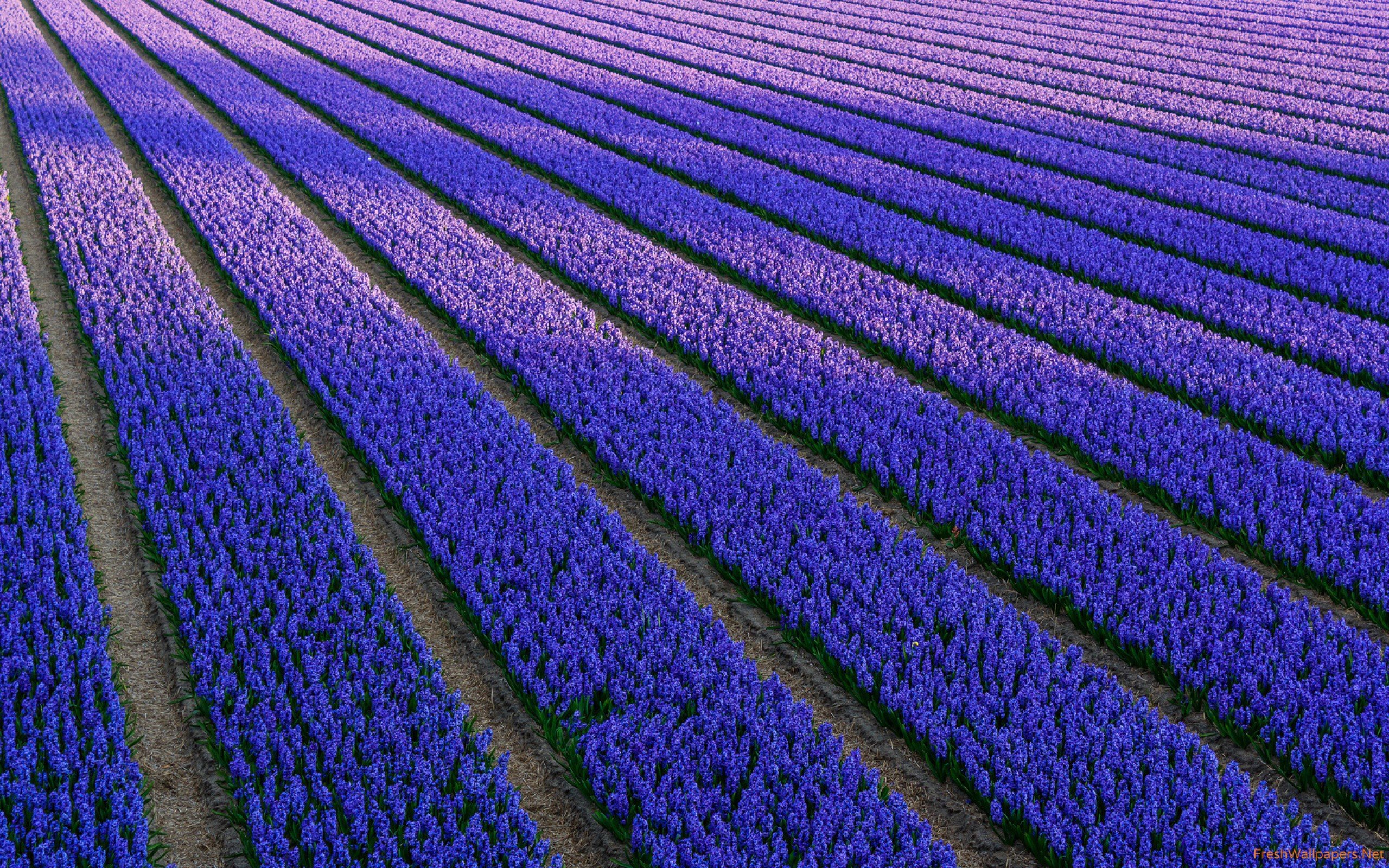 Dutch Hyacinth Field of Blue Flowers wallpaper