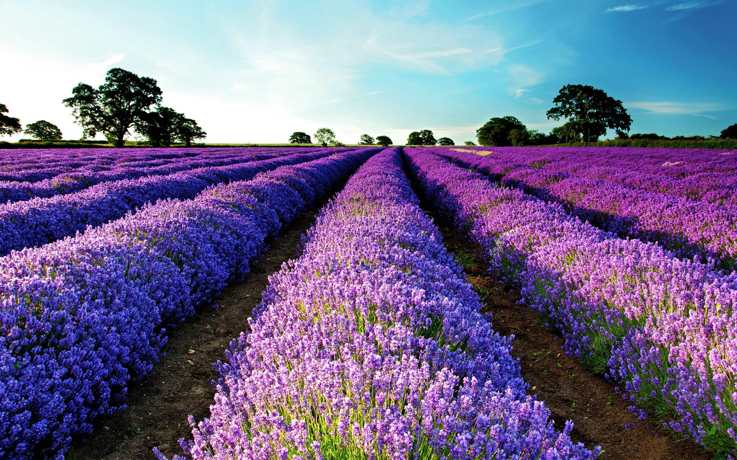 40+] Lavender Fields Desktop Wallpapers