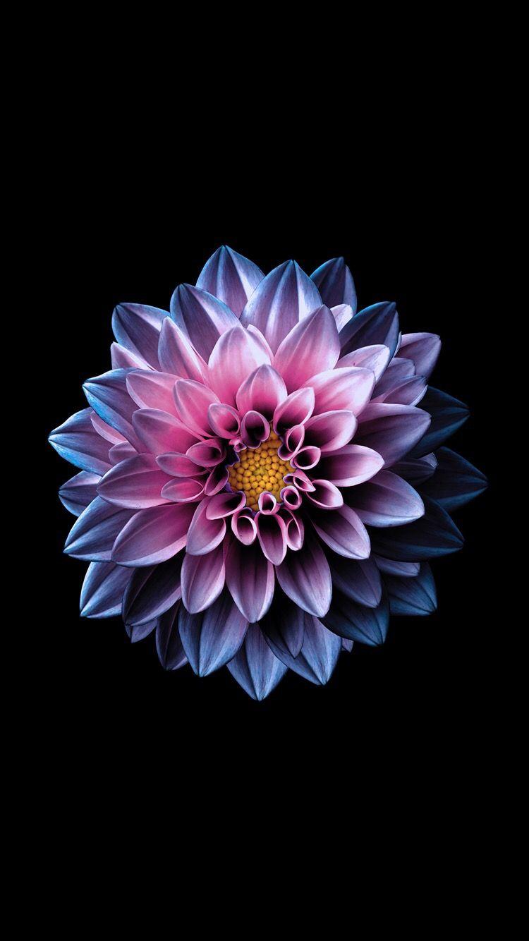 Purple Floral Iphone Wallpaper