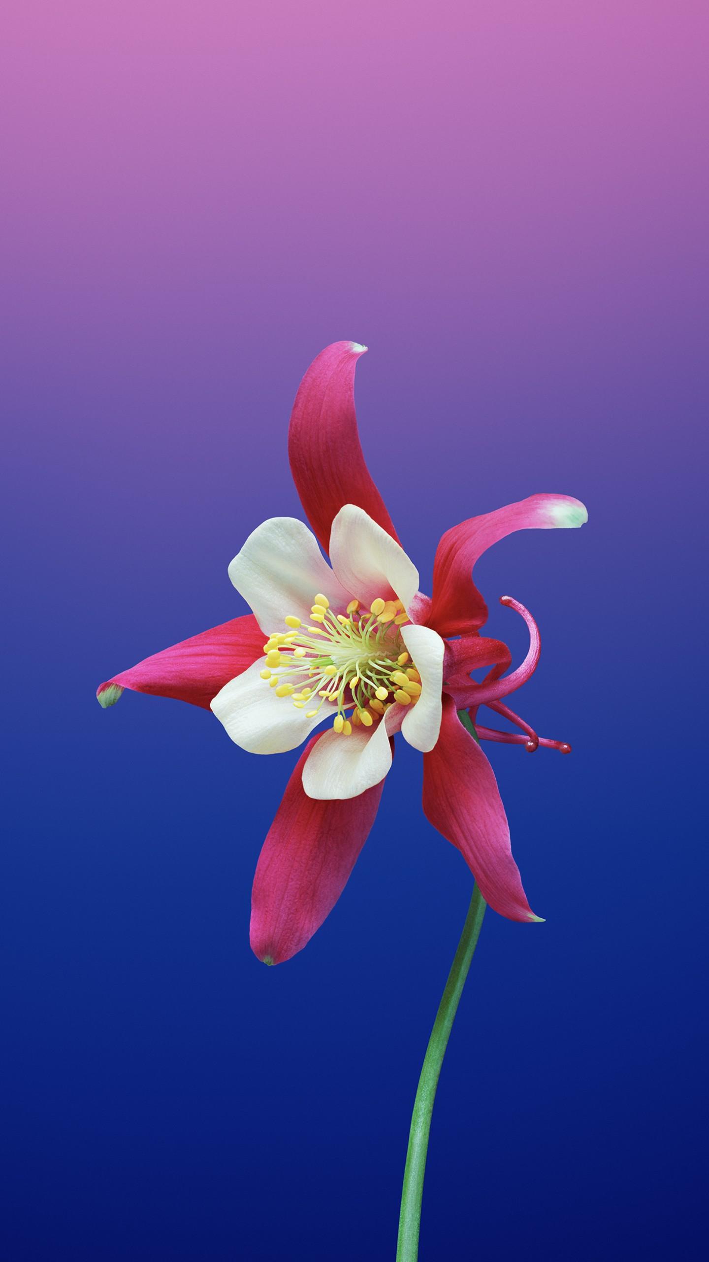Wallpaper iPhone X wallpaper, iPhone flower, iOS retina, 4k