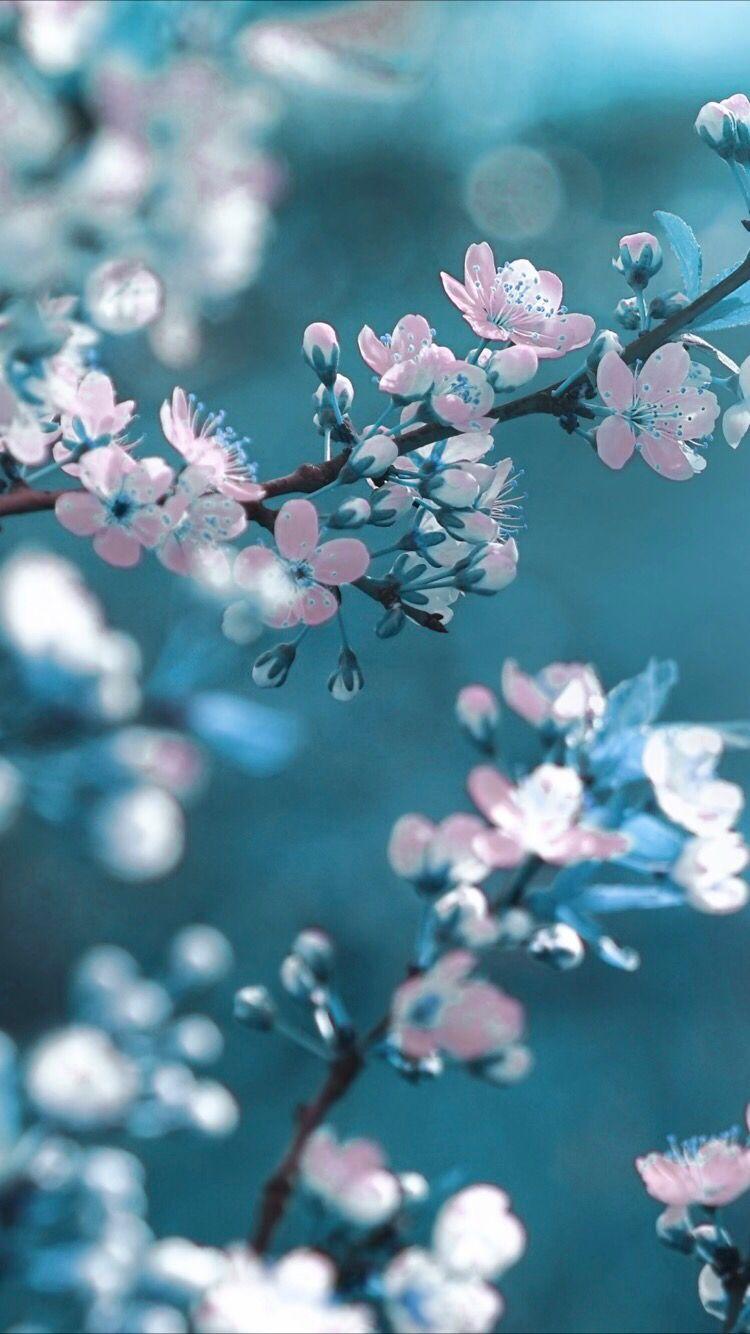 Spring flower wallpaper for your iPhone XS from Everpix