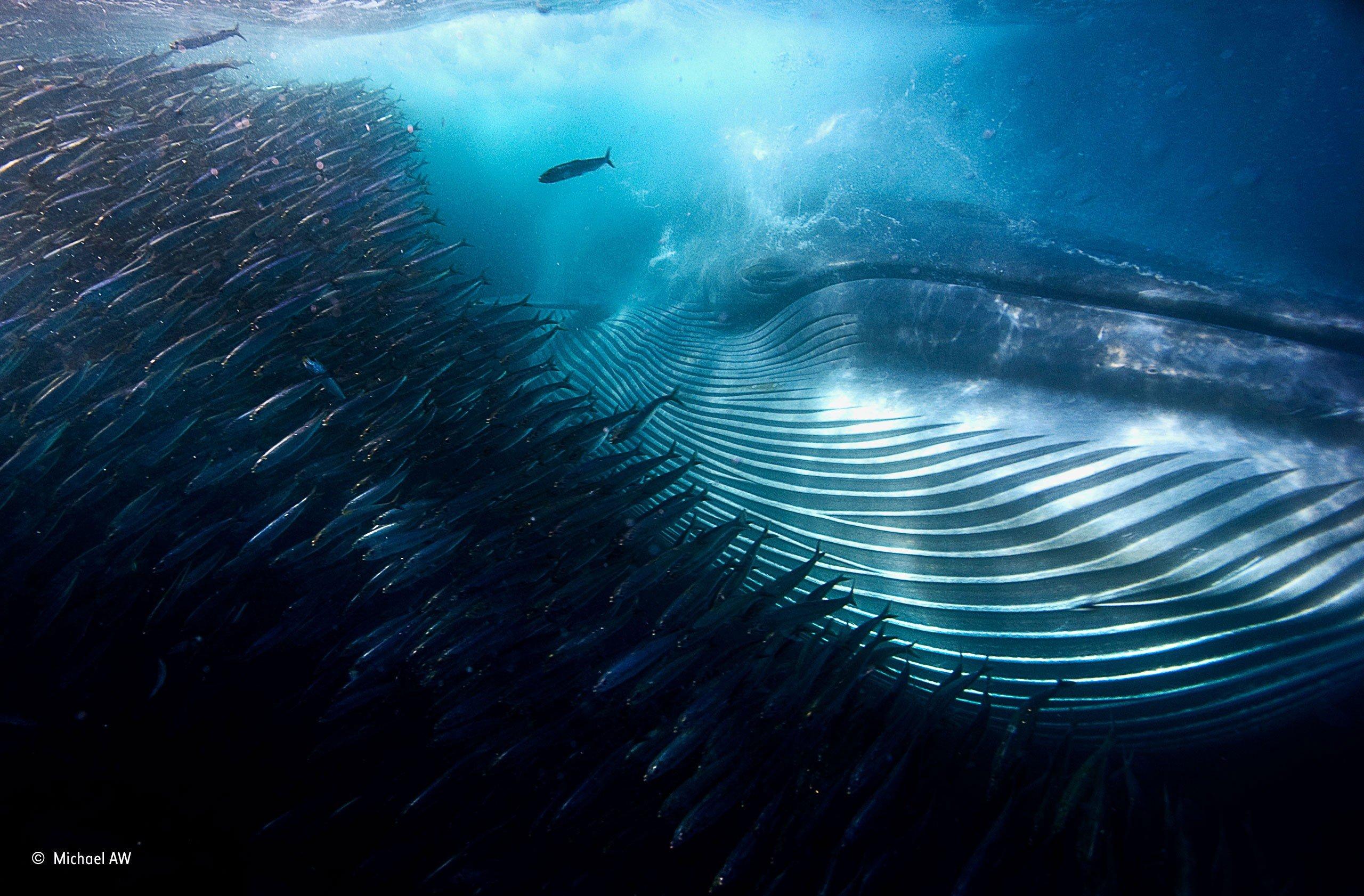 Michael Aw, Water, Underwater, Sea, Whale, Fish, South