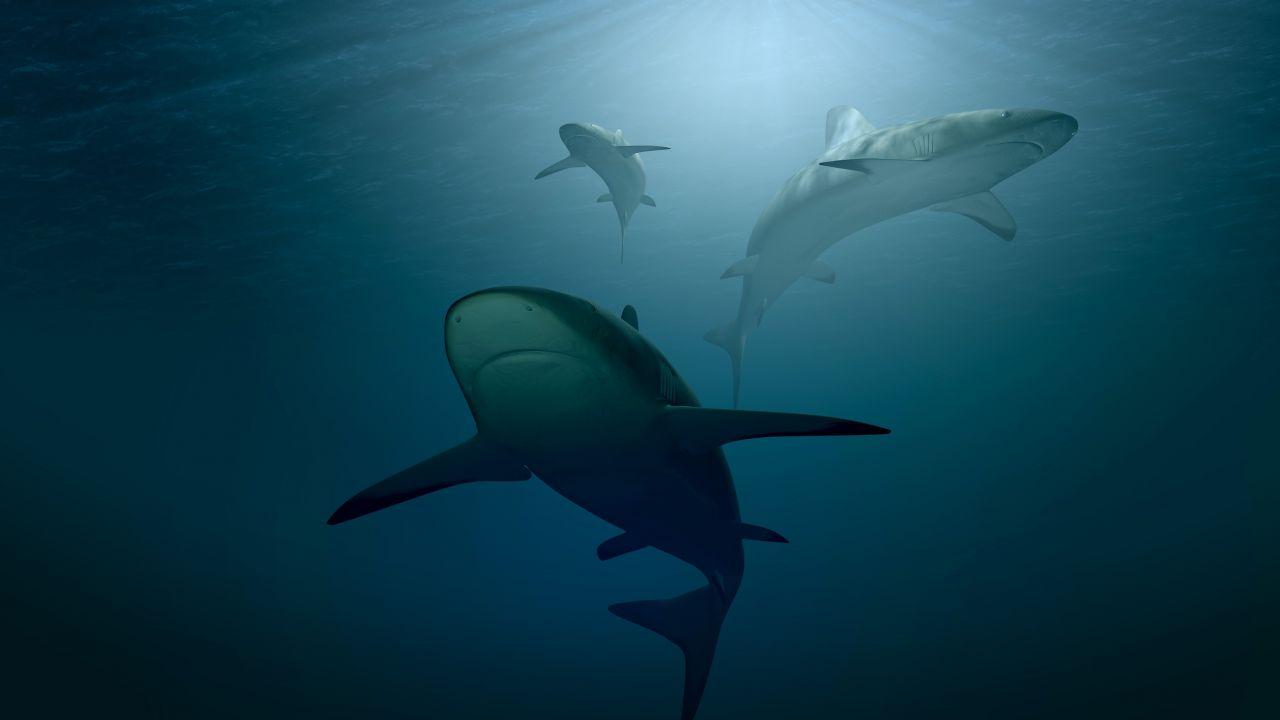 Wallpaper Underwater, Sharks, Blue, Deep Sea, Ocean, 4K