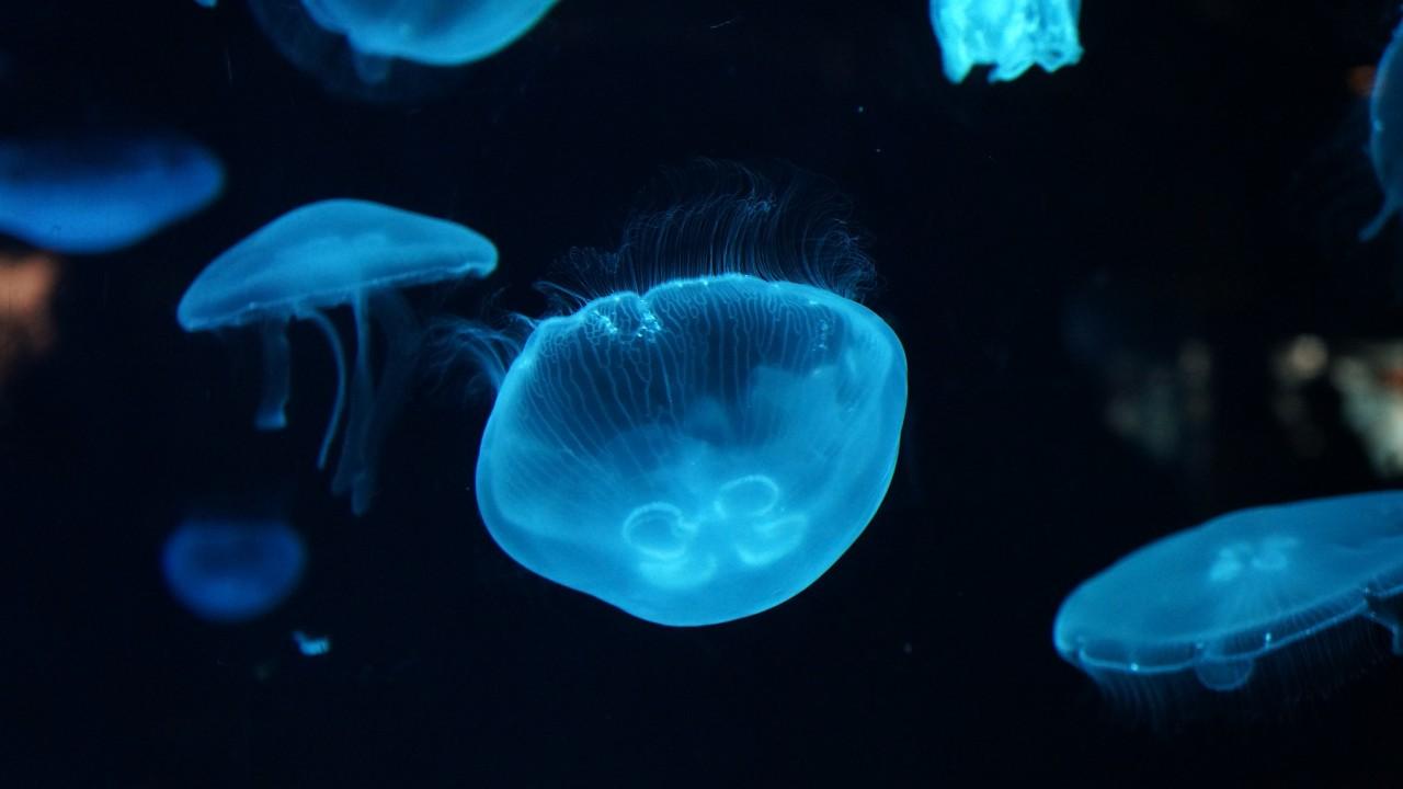 Wallpaper Jellyfish, Underwater, Deep sea, 4K, Animals