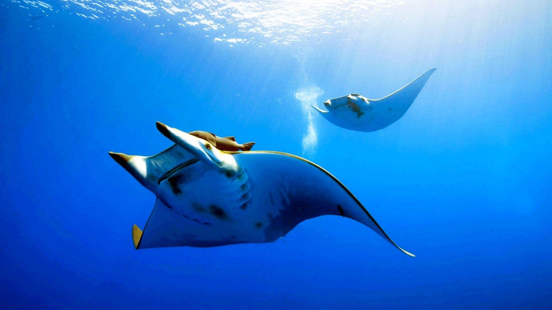 Deep sea fish wallpaper for desktop. Animals, Ocean