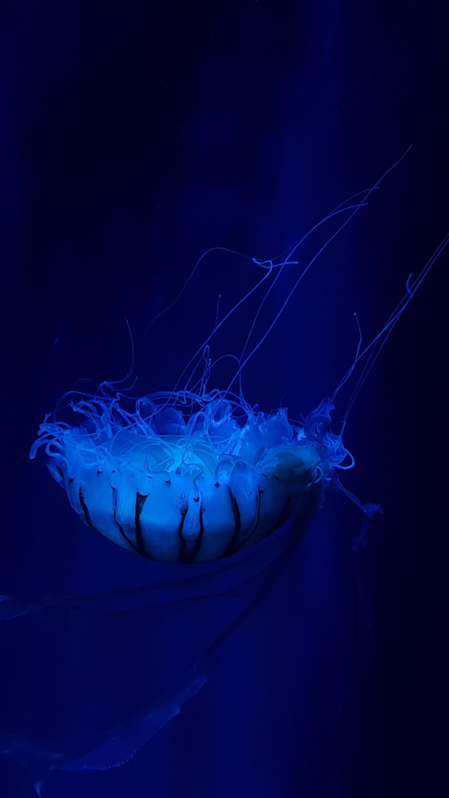 Wallpaper Jellyfish, Underwater, Deep ocean, 4K, Animals