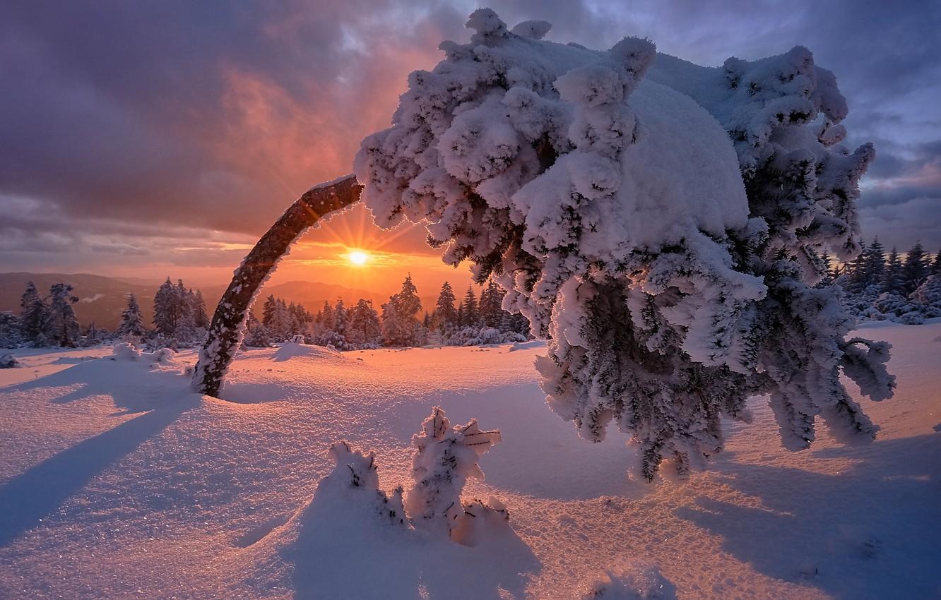 Wallpaper winter, snow, sunset, tree, Germany, frost, Germany