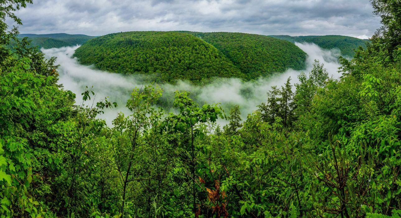 Grand Canyon of Pennsylvania Pine Creek Gorge forest fog
